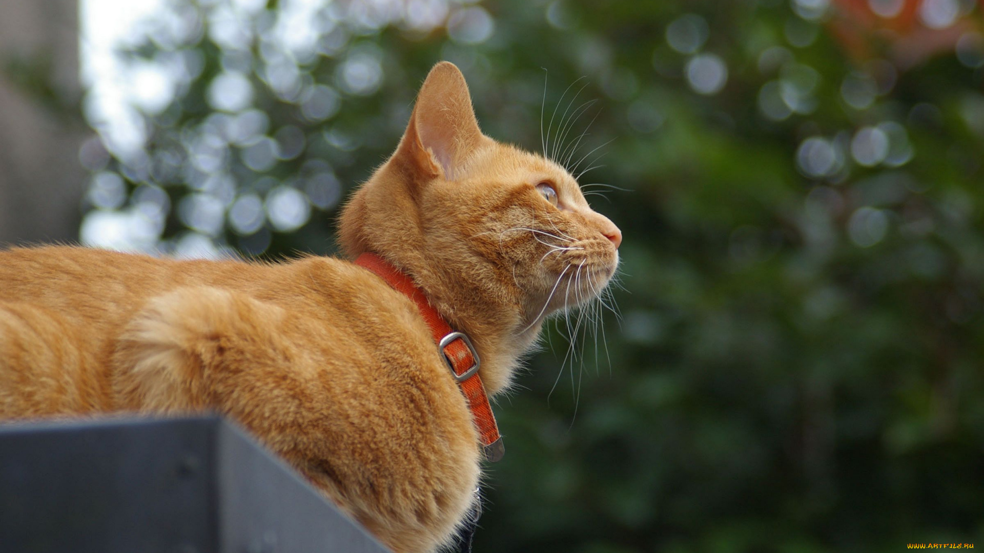 животные, коты, ошейник, рыжий, кот