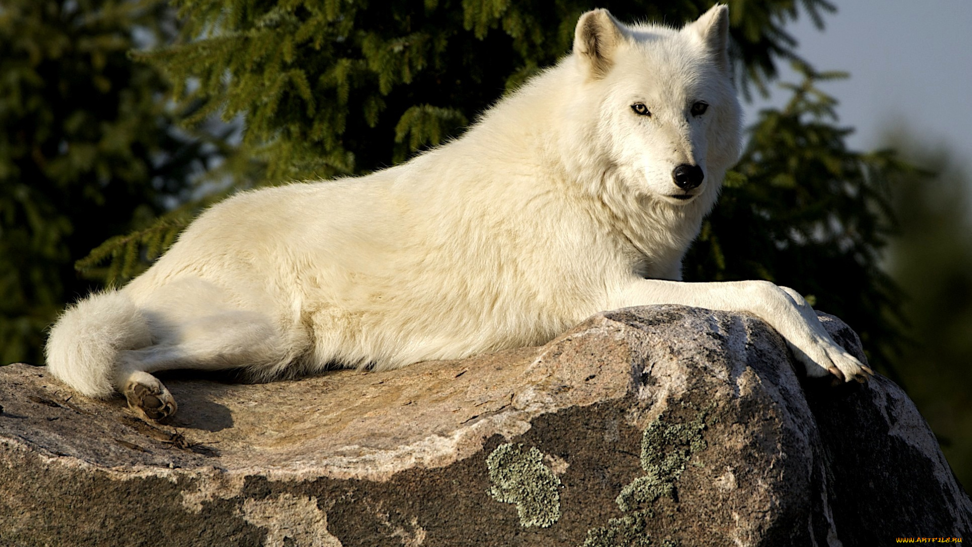 животные, волки, отдых, хищник, белый