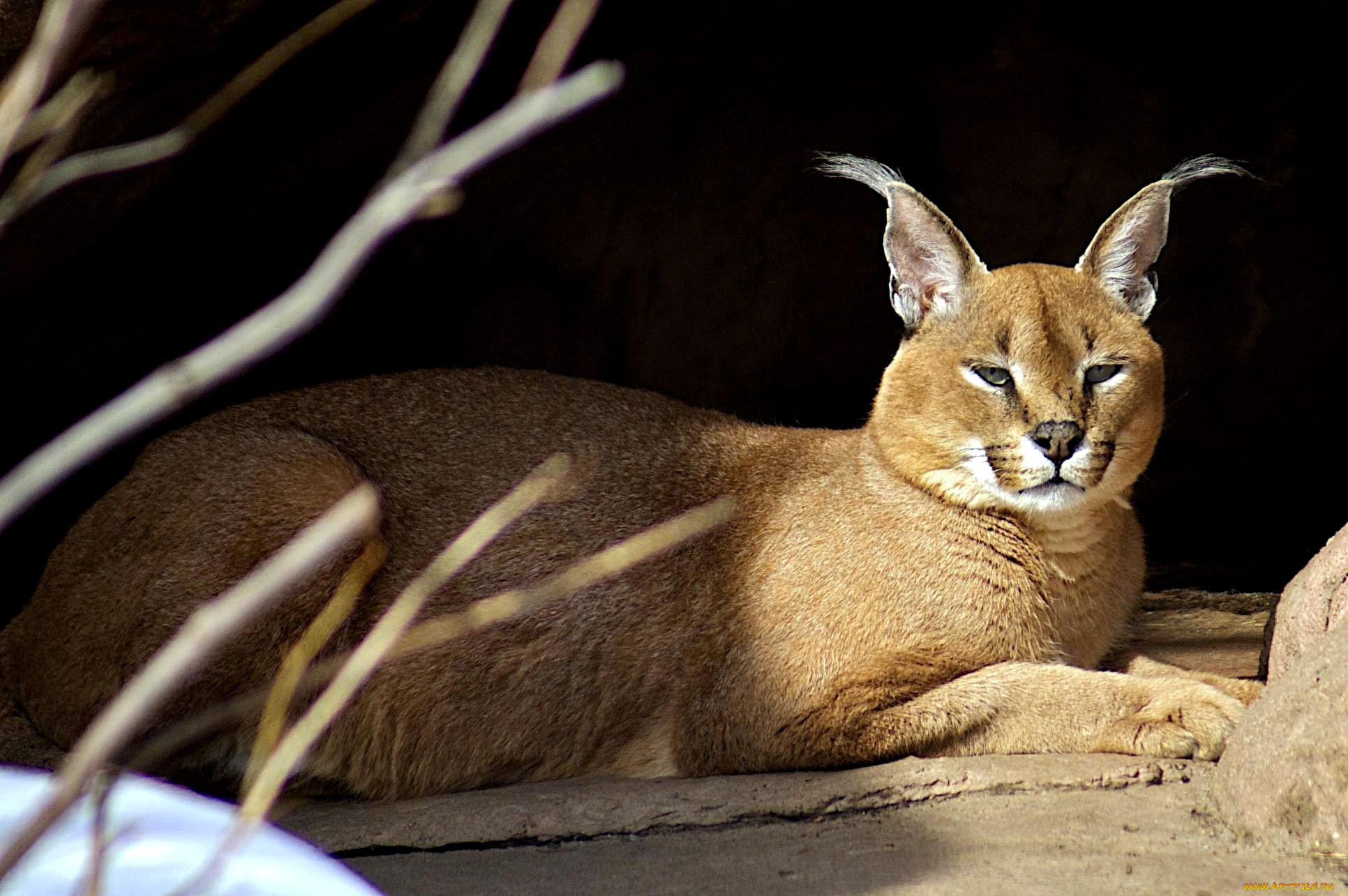 каракал, животные, рыси, кисточки, отдых, степная, рысь