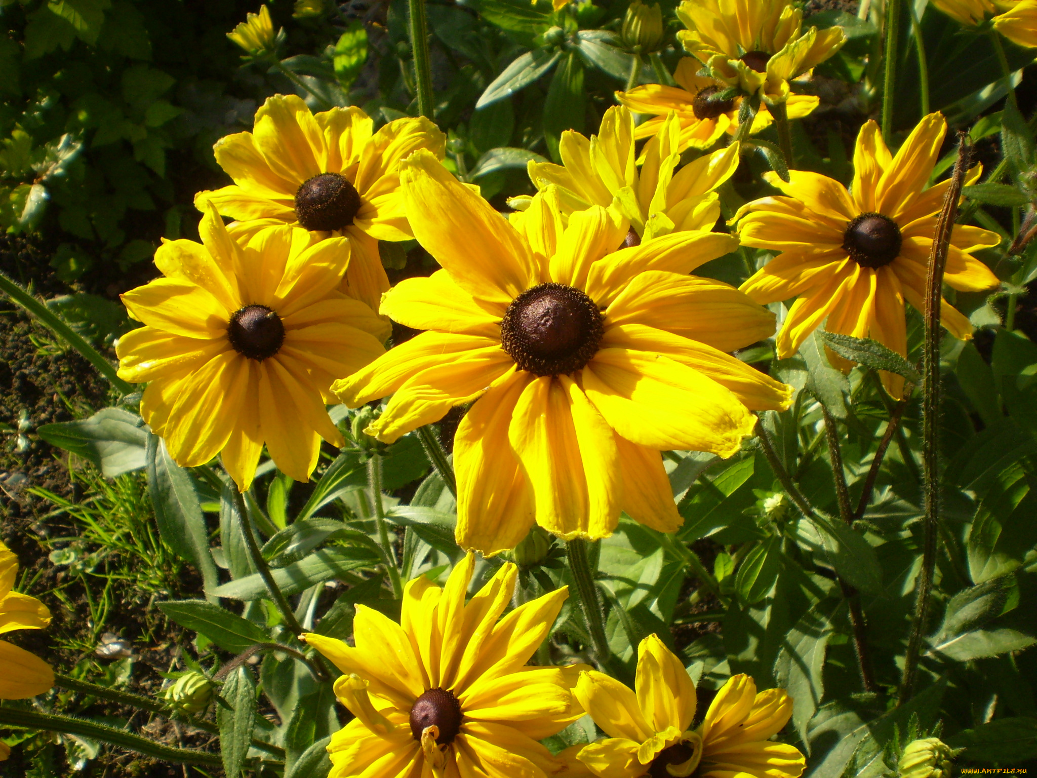 цветы, рудбекия