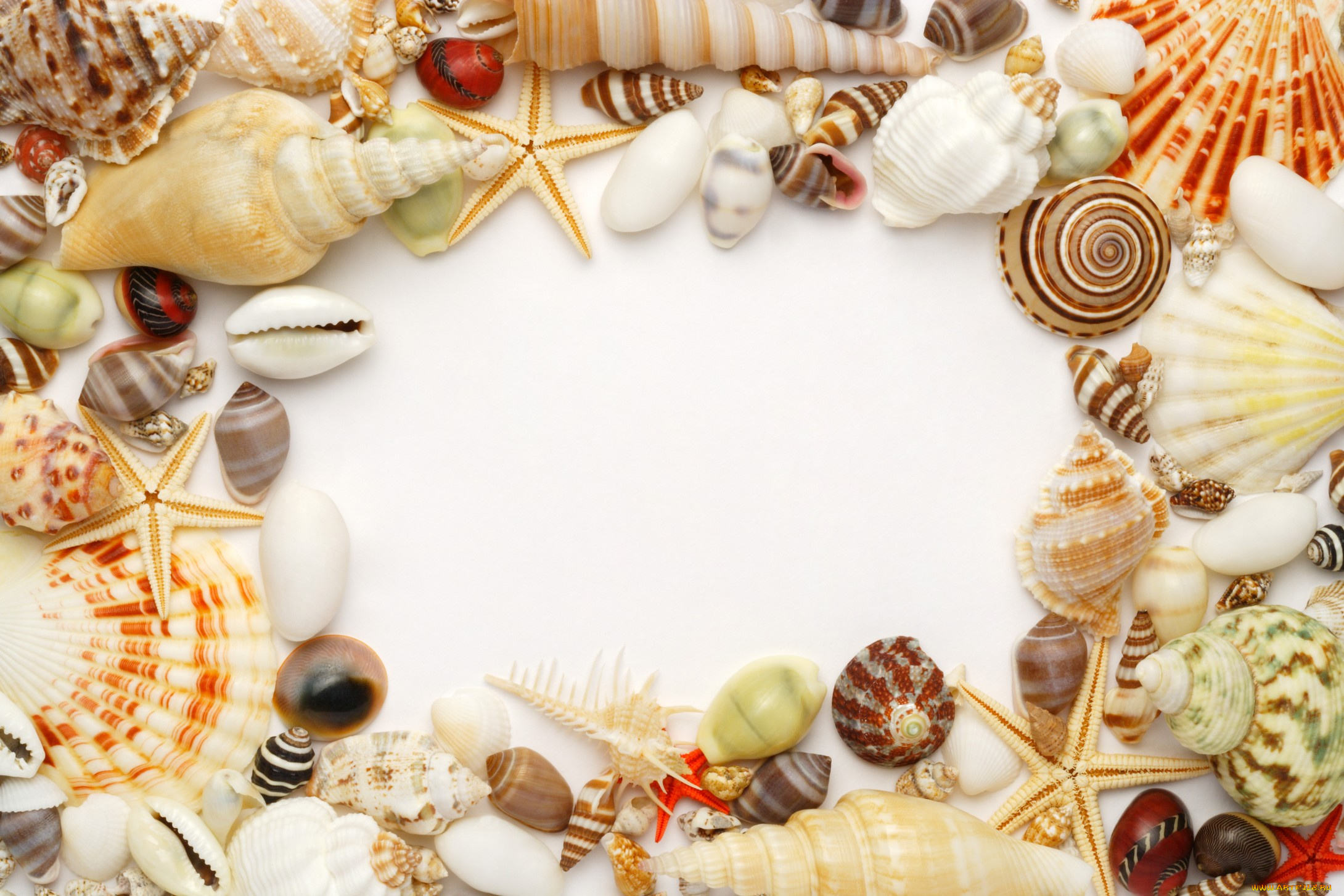 разное, ракушки, кораллы, декоративные, spa, камни