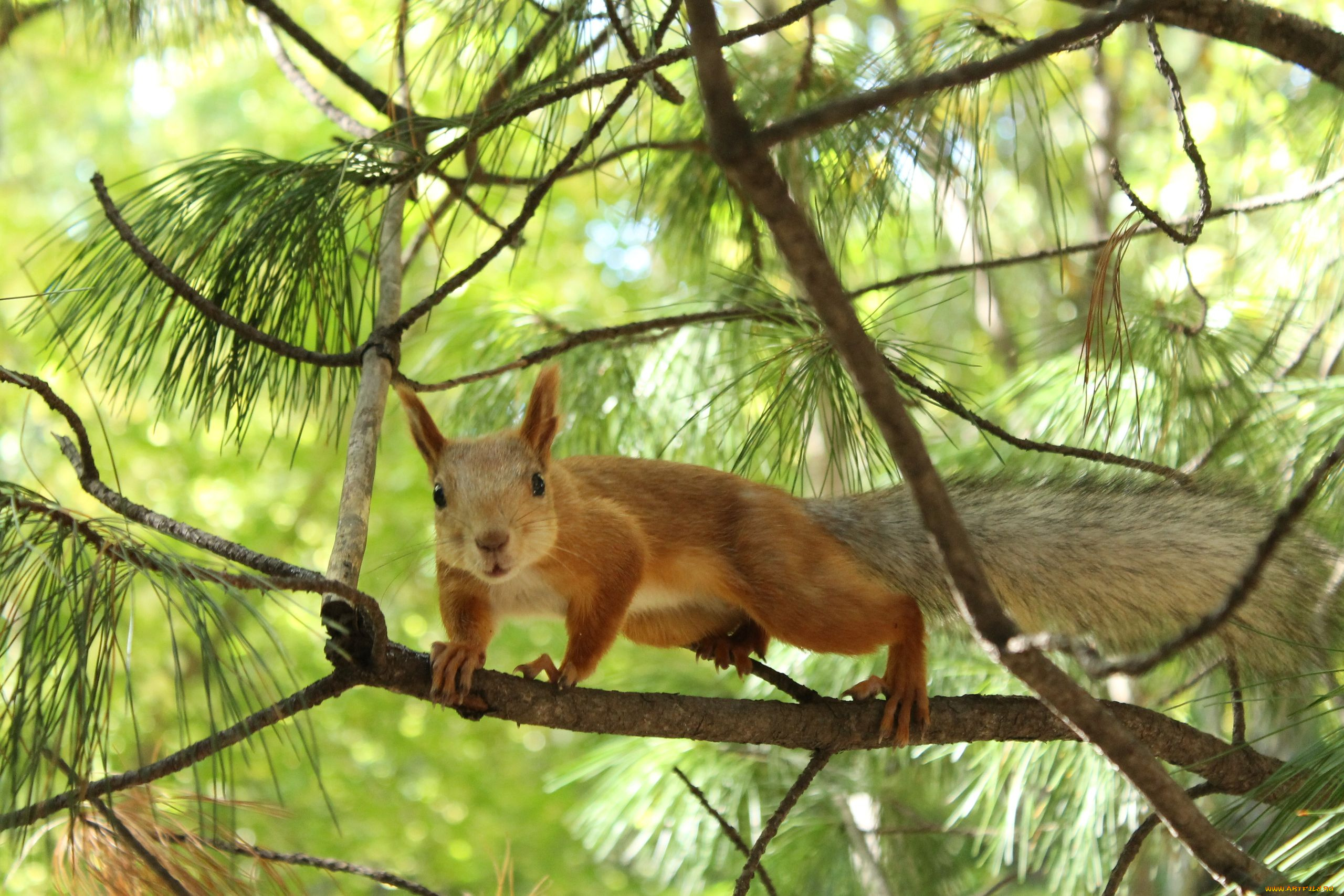 животные, белки, сосна, ветки