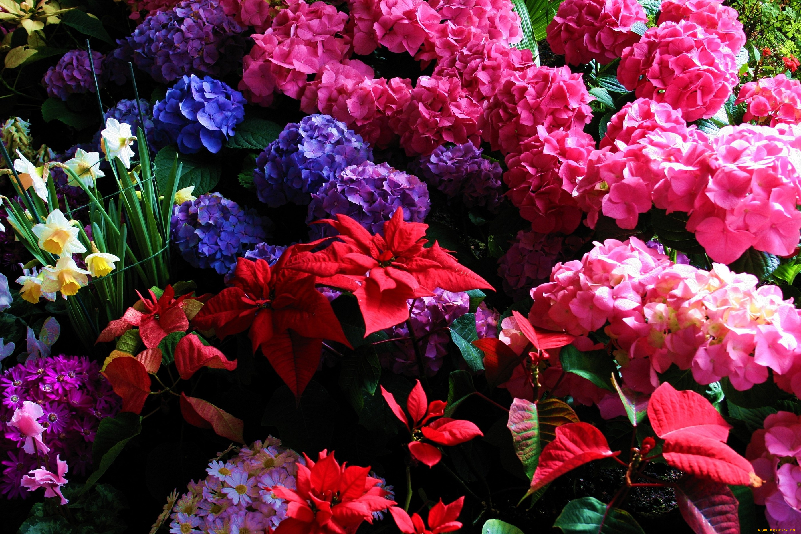 цветы, разные, вместе, листья, нарциссы, гортензия