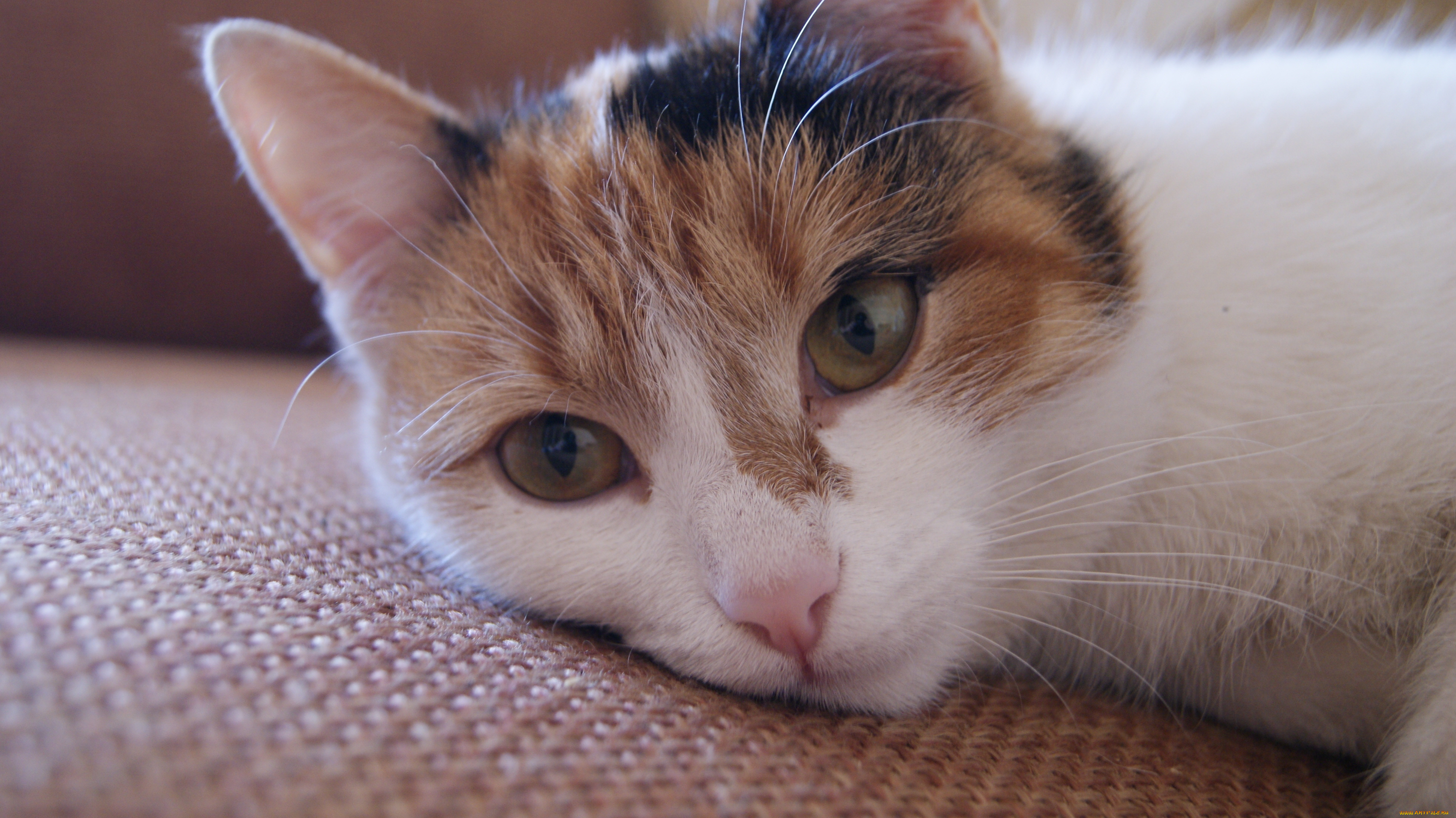 животные, коты, морда, взгляд