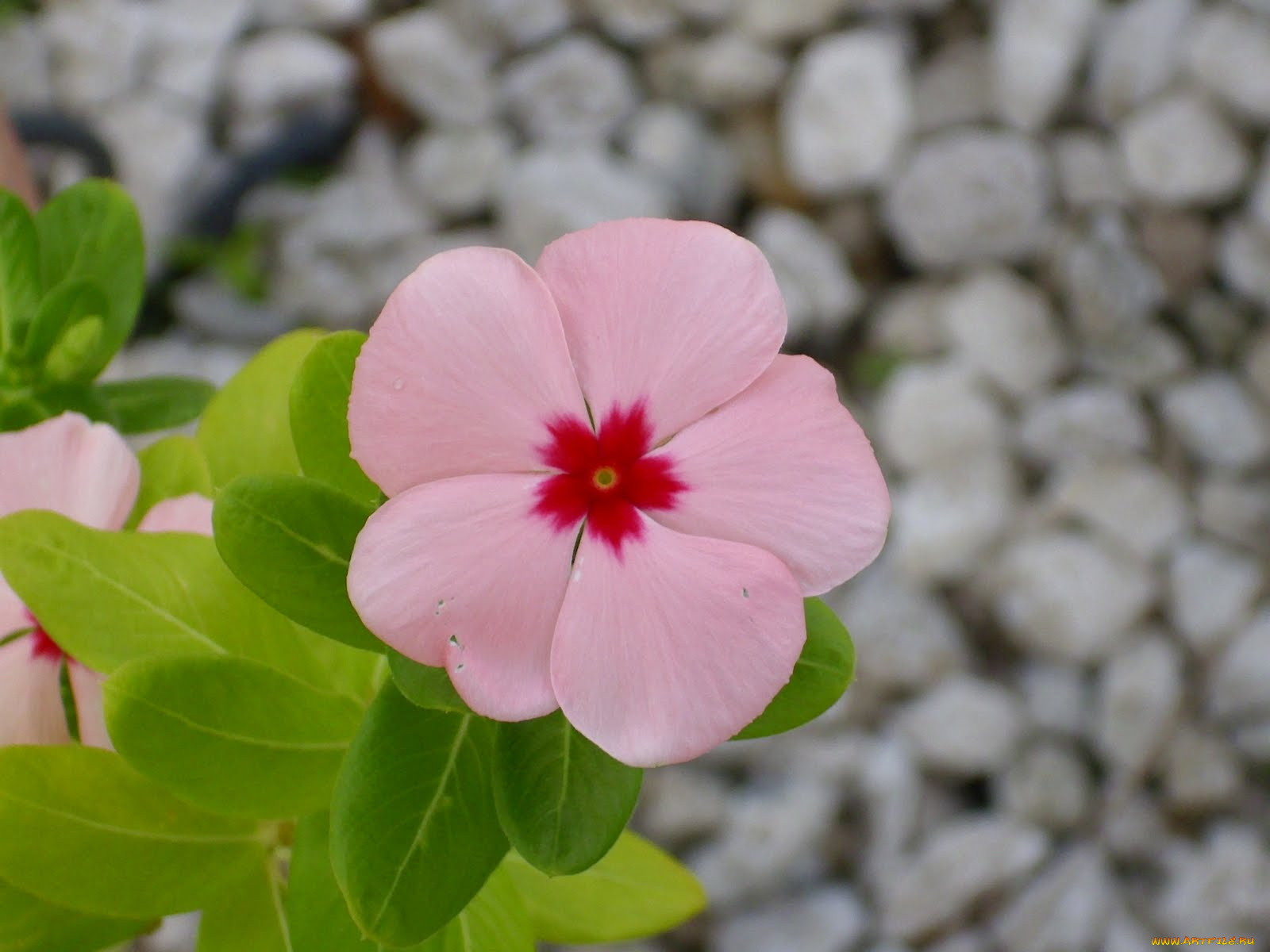 цветы, катарантусы, бутон