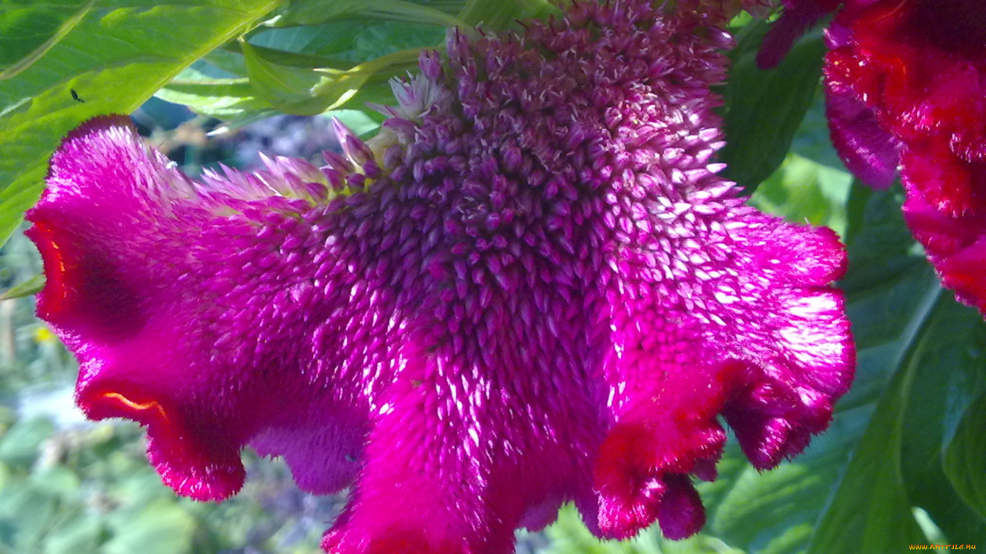 цветы, амаранты, экзотика