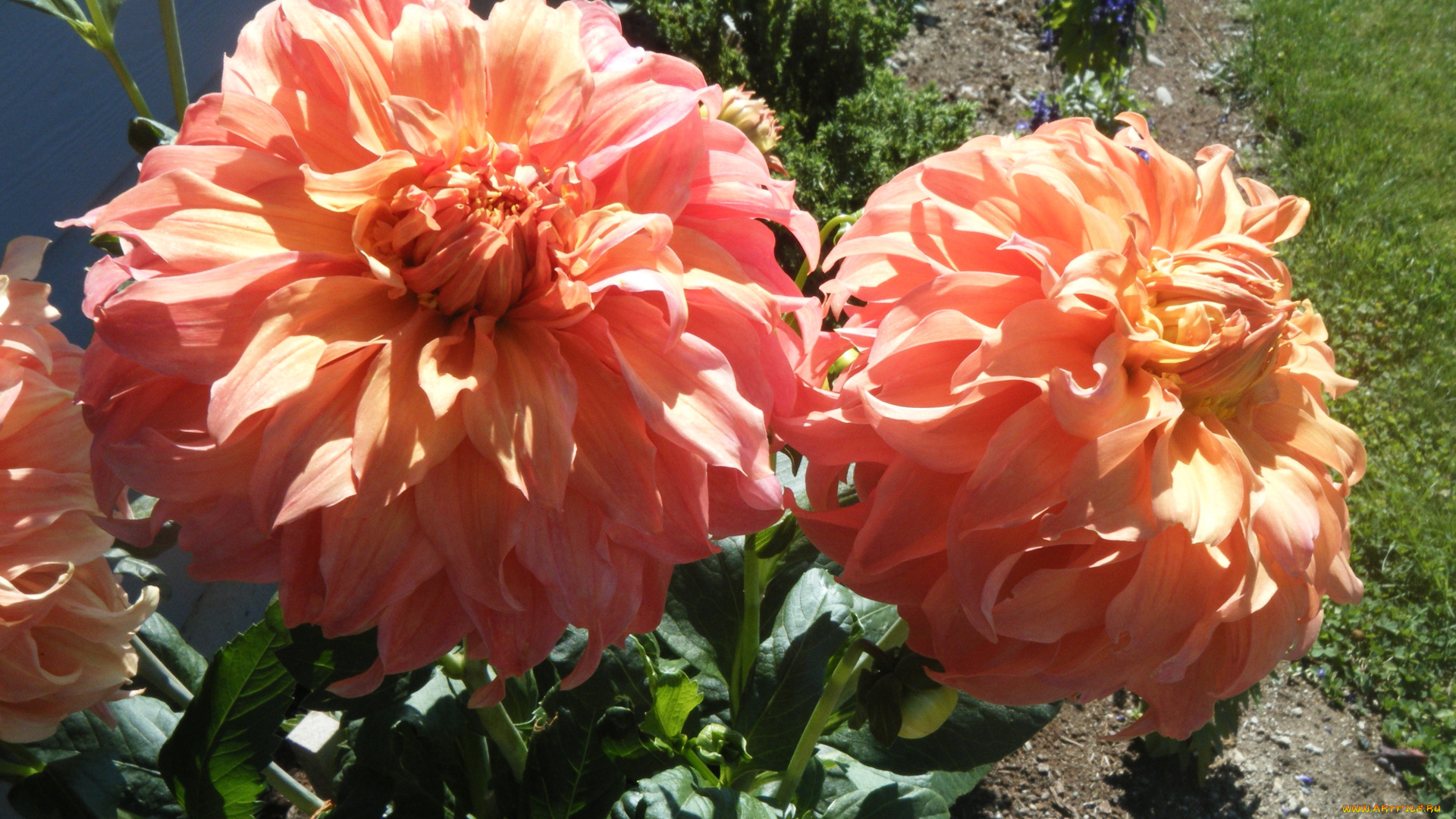 цветы, георгины