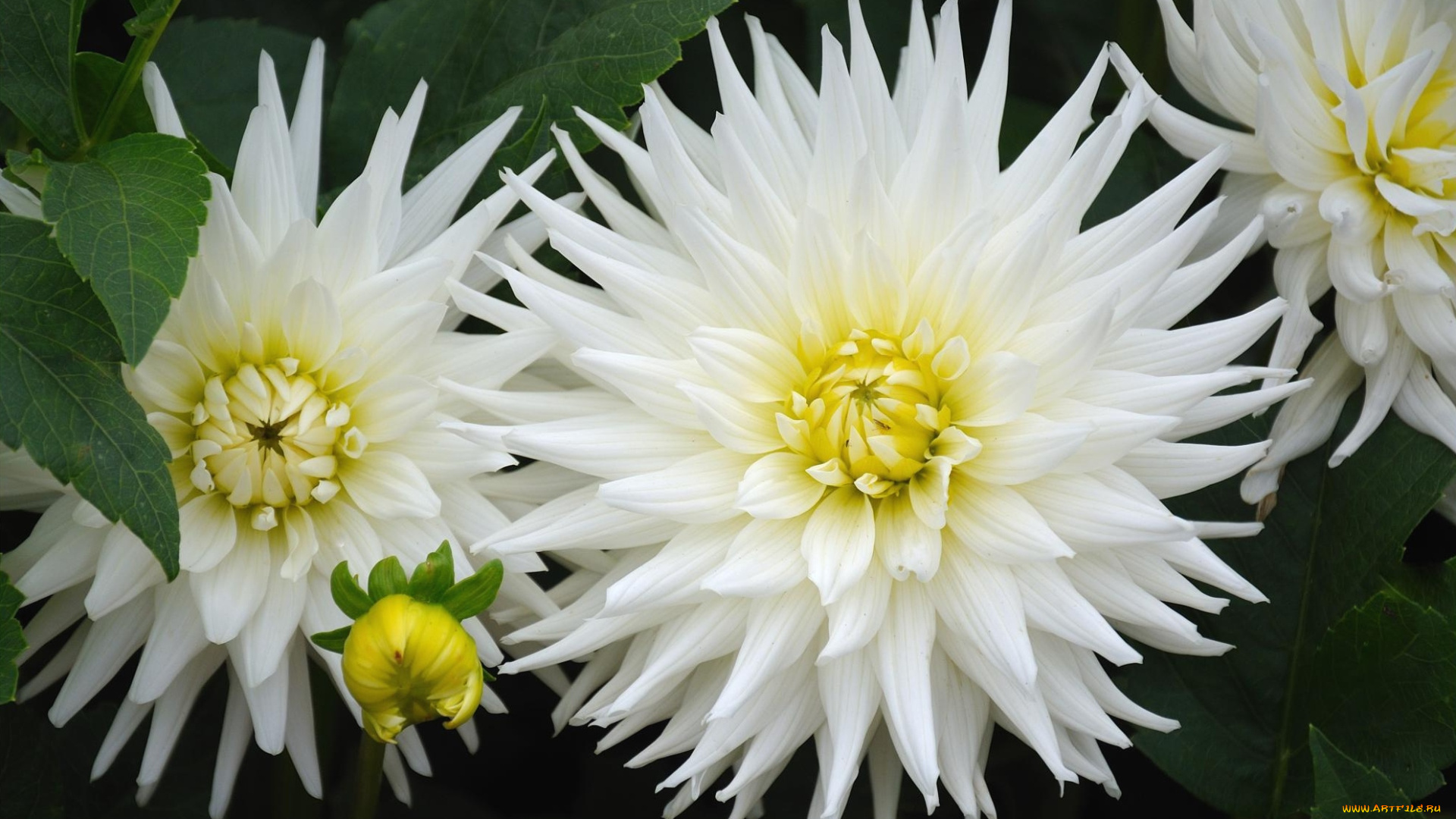 цветы, георгины, лохматый, белый