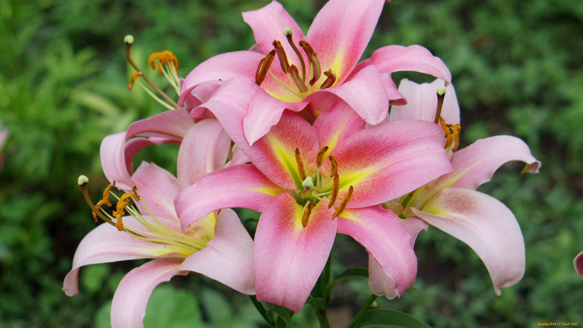 цветы, лилии, лилейники, розовый