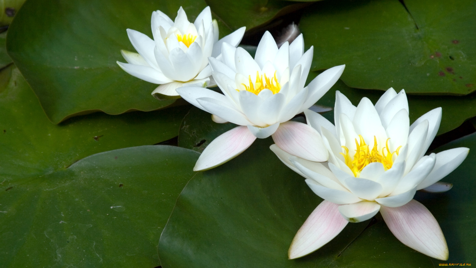 цветы, лилии, водяные, нимфеи, кувшинки, белый, трио, листья, вода