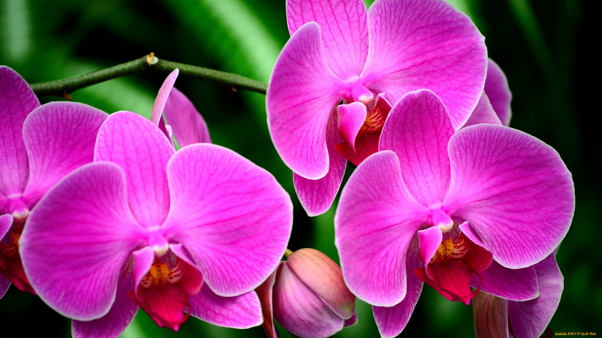 цветы, орхидеи, розовый, яркий