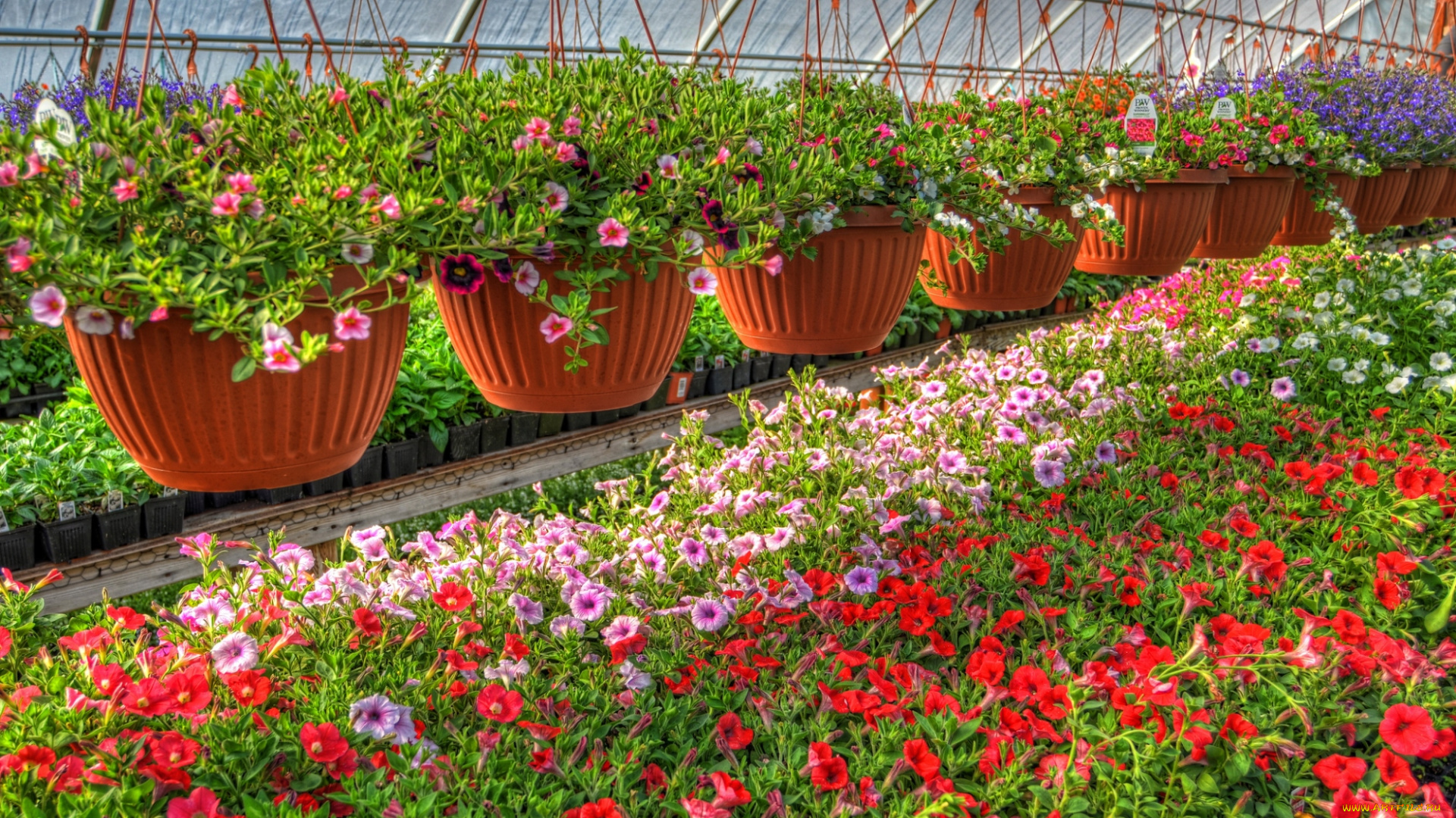 цветы, петунии, калибрахоа, горшки, оранжерея
