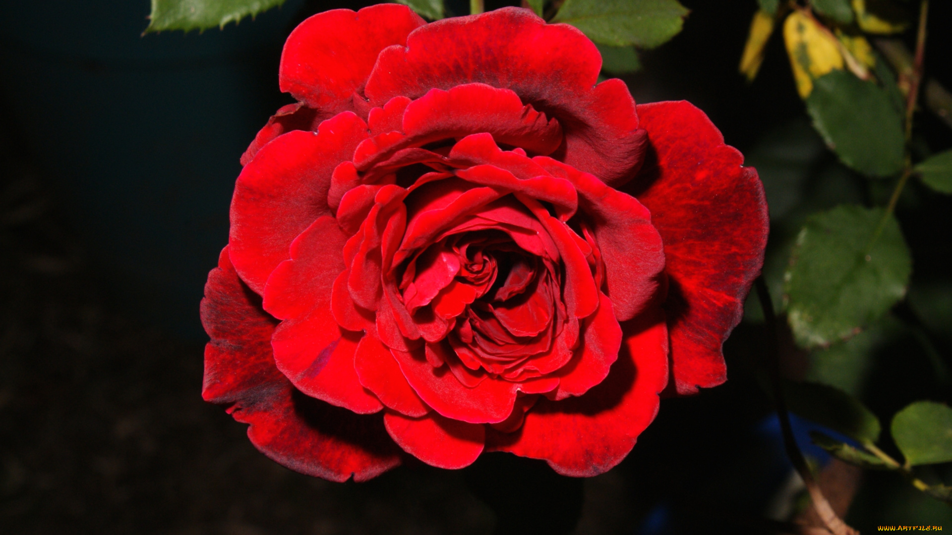 цветы, розы, красный, лепестки