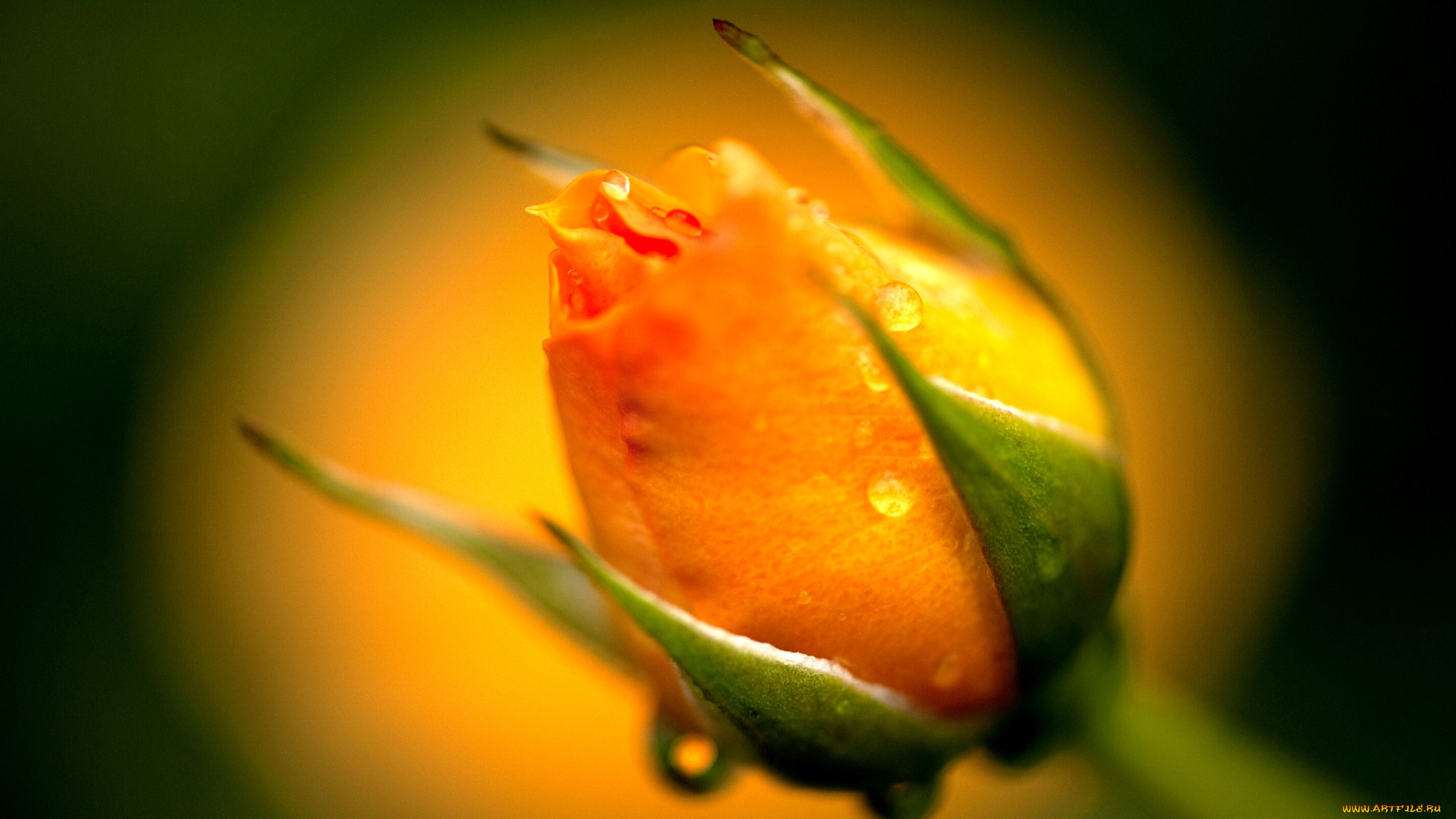 цветы, розы, оранжевый, бутон, капли