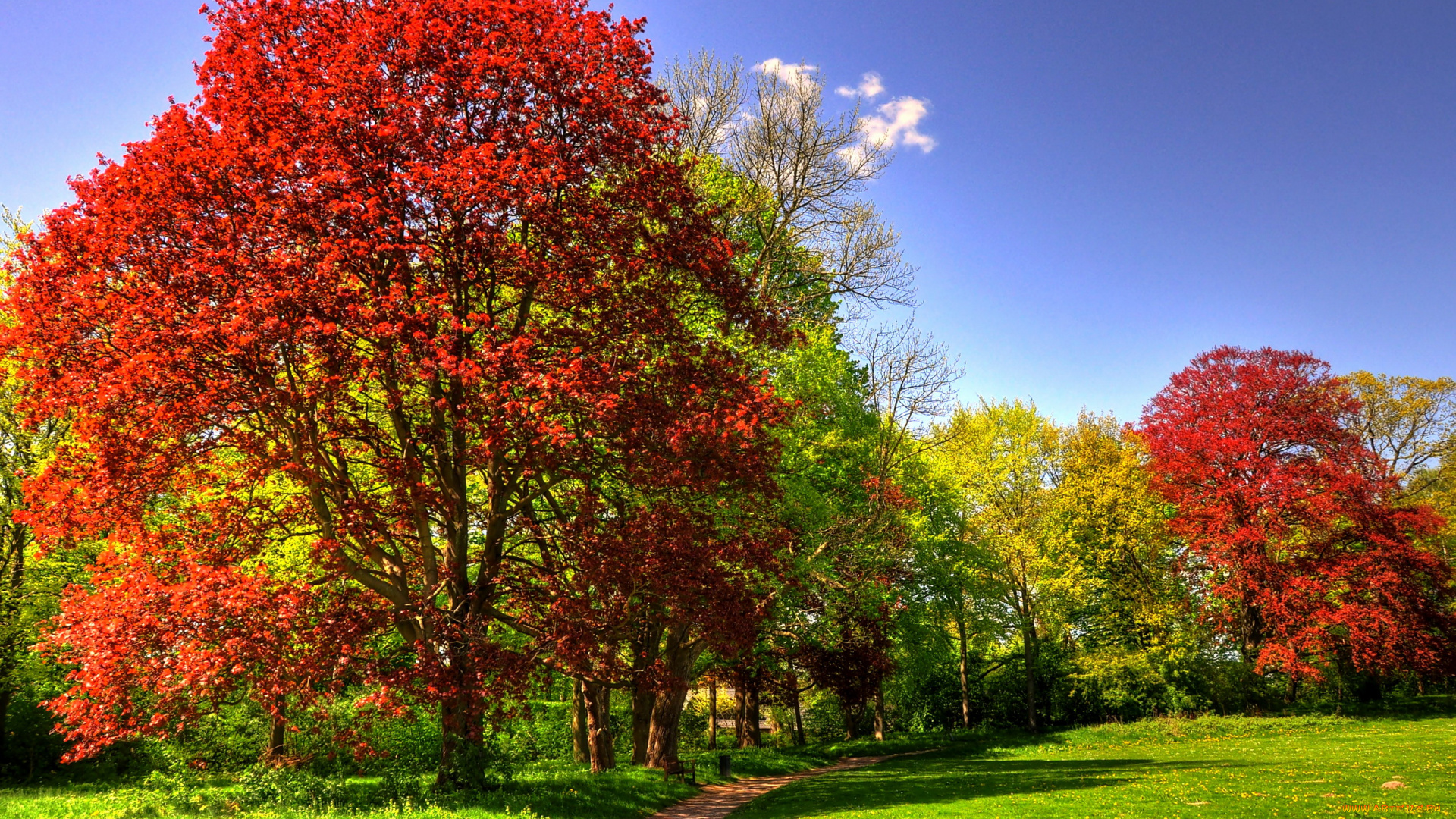 германия, гамбург, парк, ениш, природа, дорожка, деревья