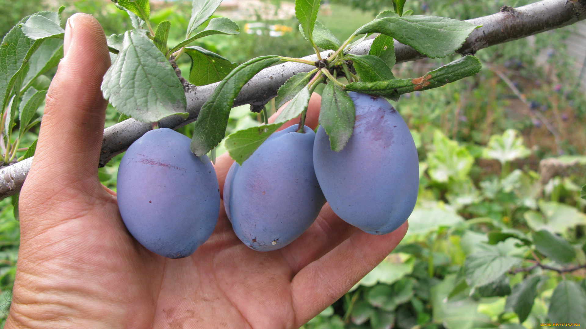 природа, плоды, слива