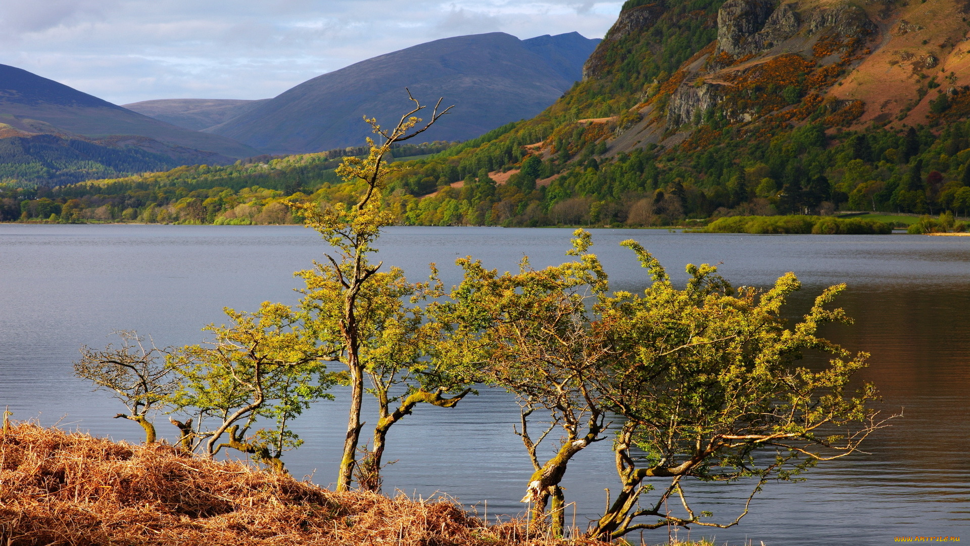природа, реки, озера, озеро, деревья