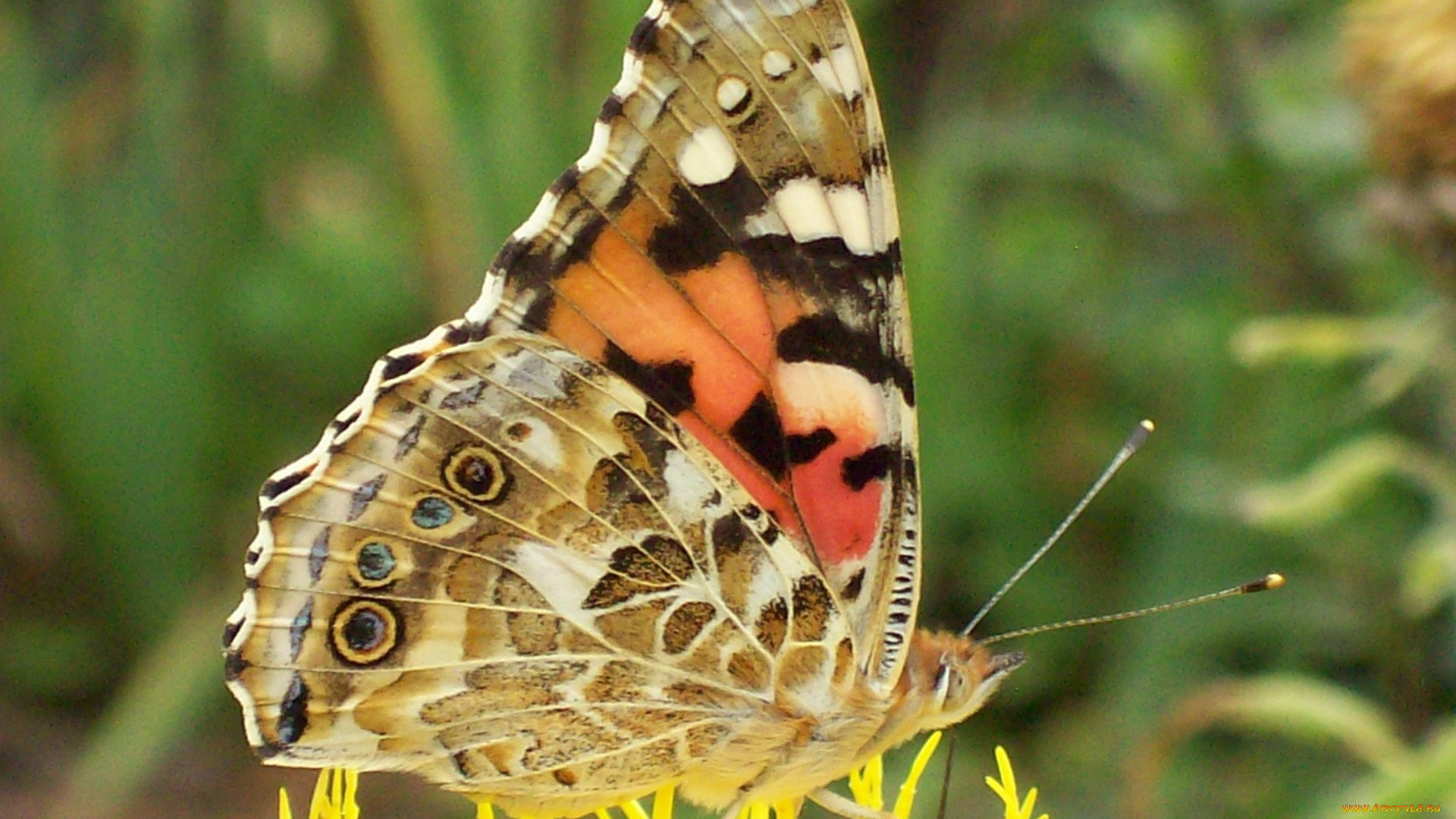 животные, бабочки, макро, бабочка