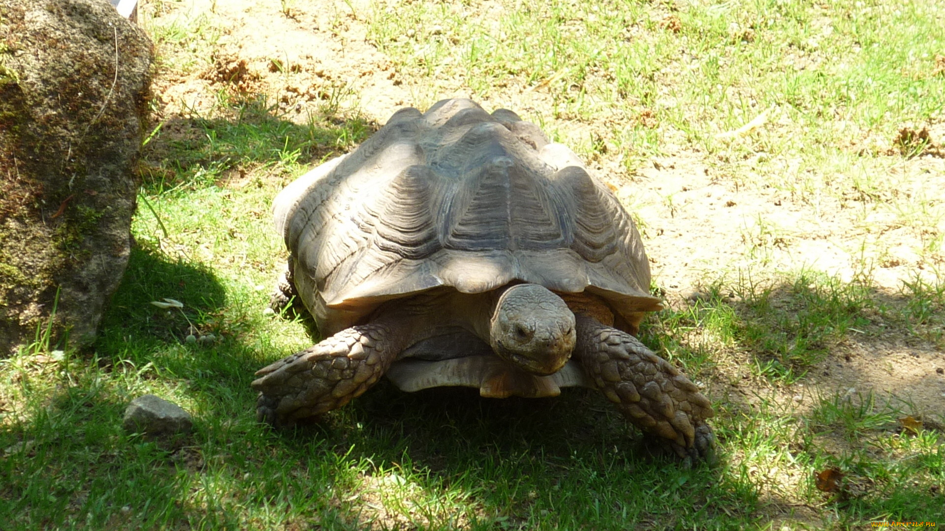 животные, Черепахи, черепаха, трава, тени