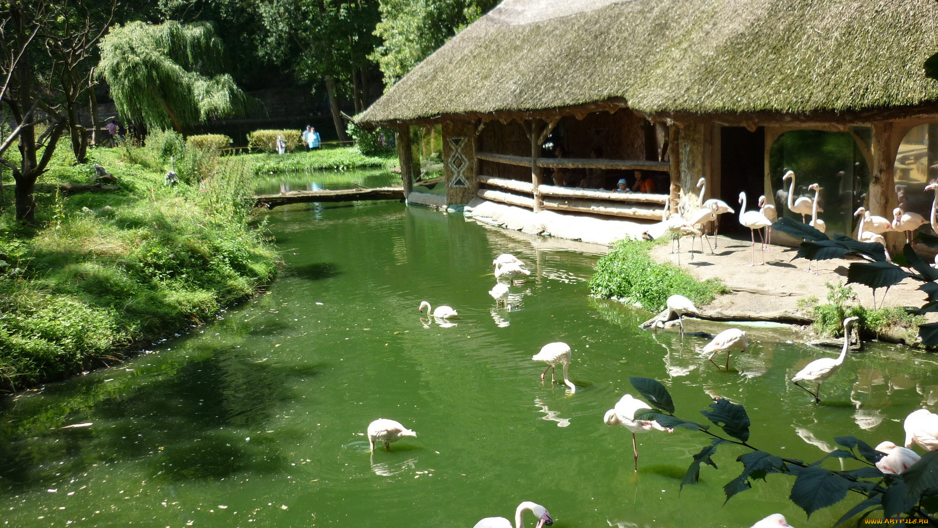 животные, фламинго, вода