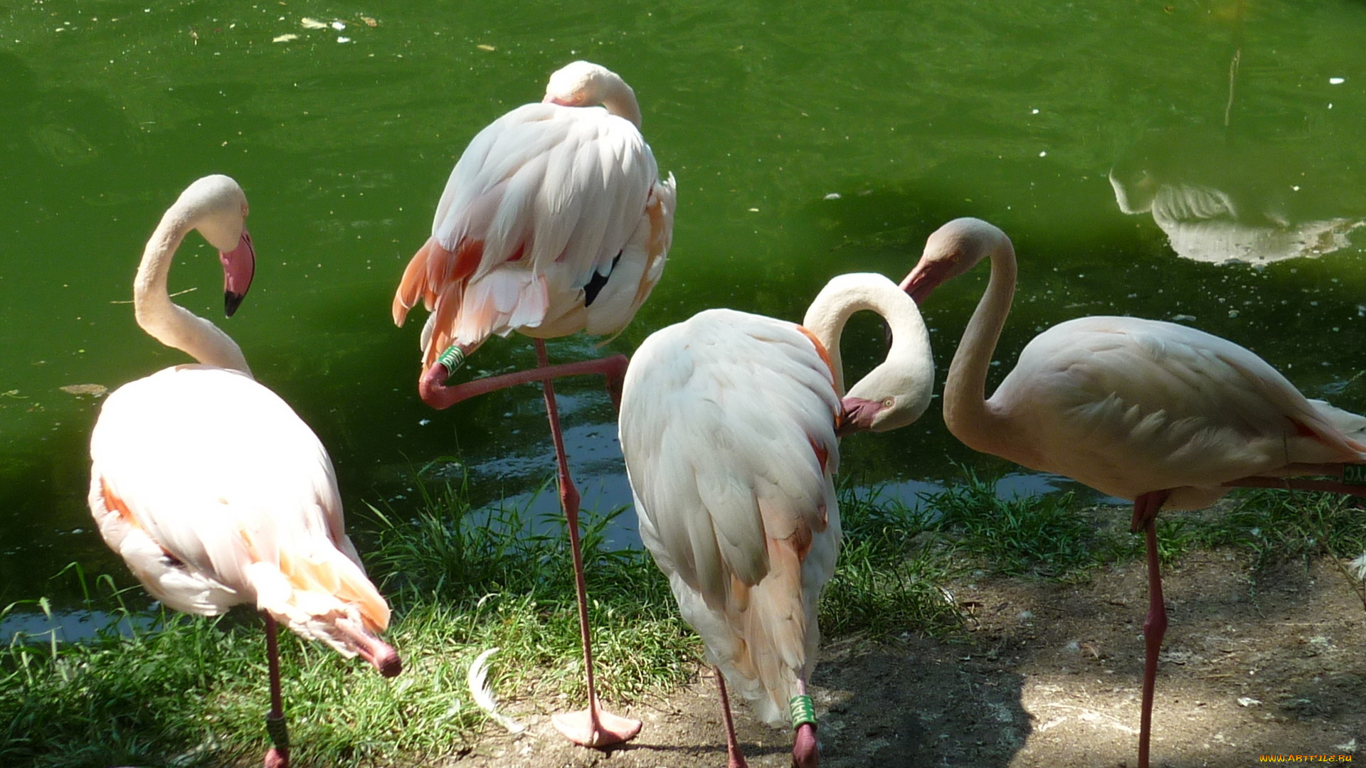 животные, фламинго, водоем, зоопарк