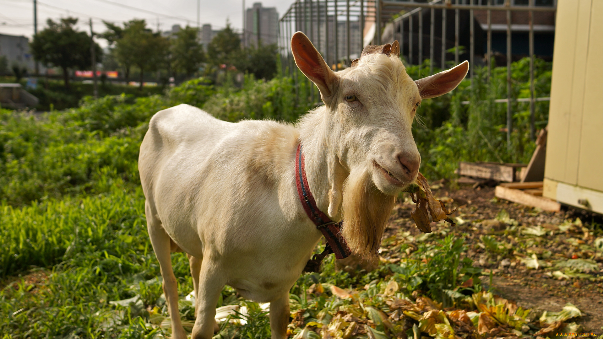 животные, козы, козёл