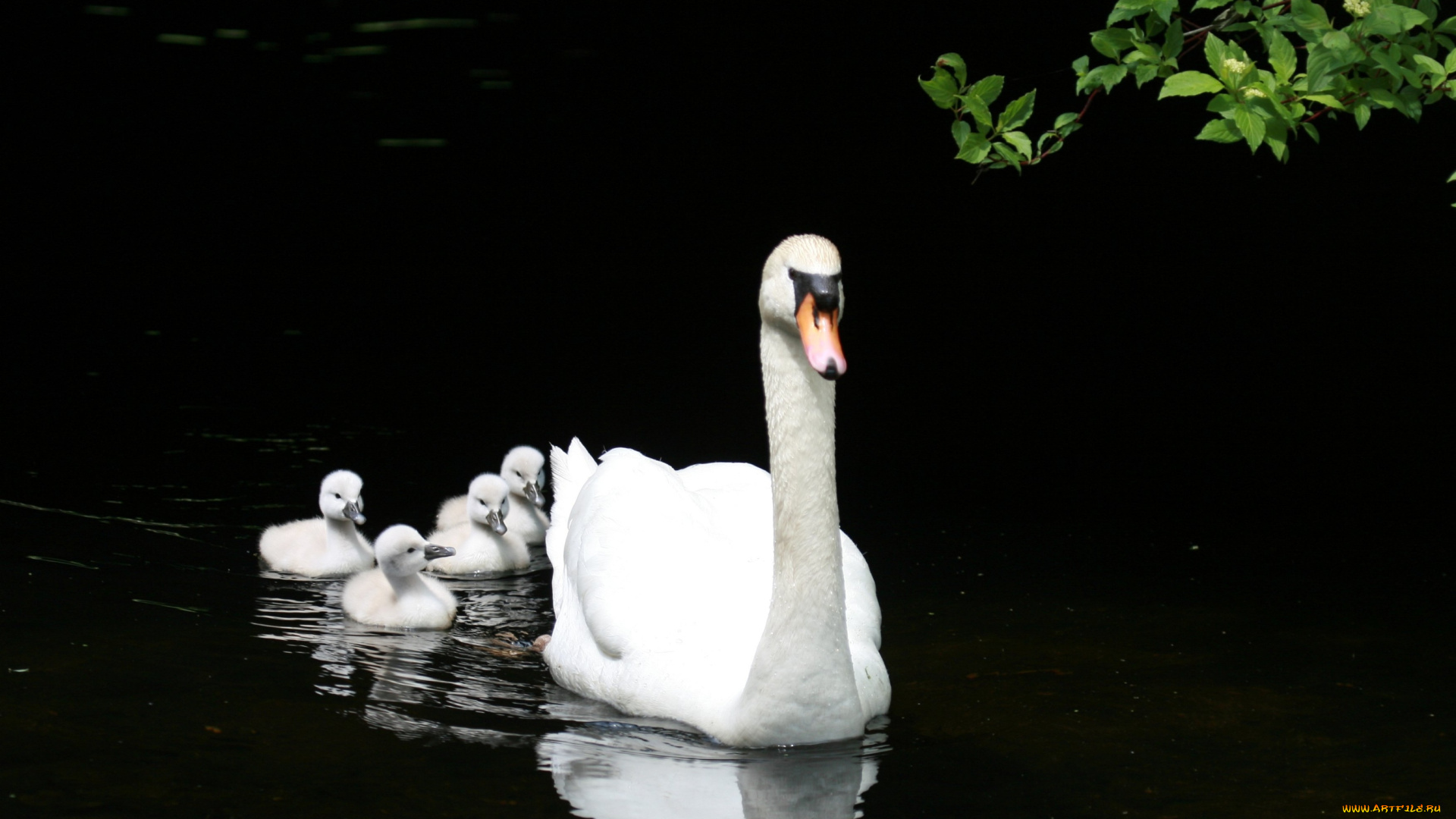 животные, лебеди, шипун, мама, малыши, птенцы
