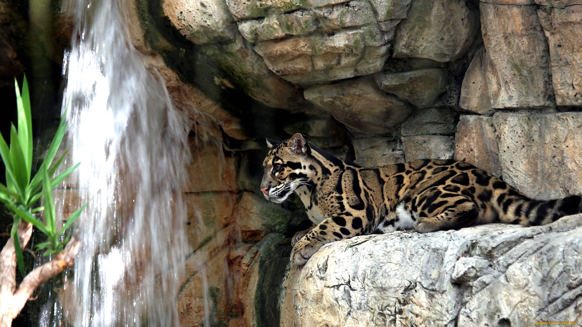 животные, леопарды, водопад, камни, дымчастый, леопард