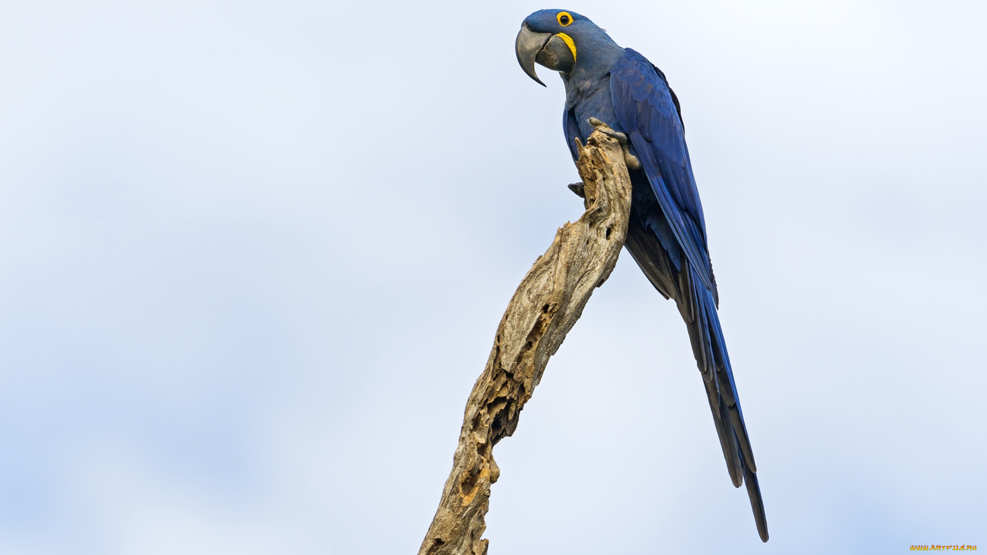 животные, попугаи, гиацинтовый, ара
