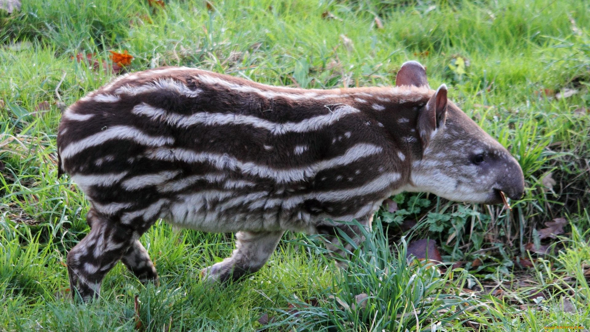 животные, тапиры, полосатый, тапир, малыш
