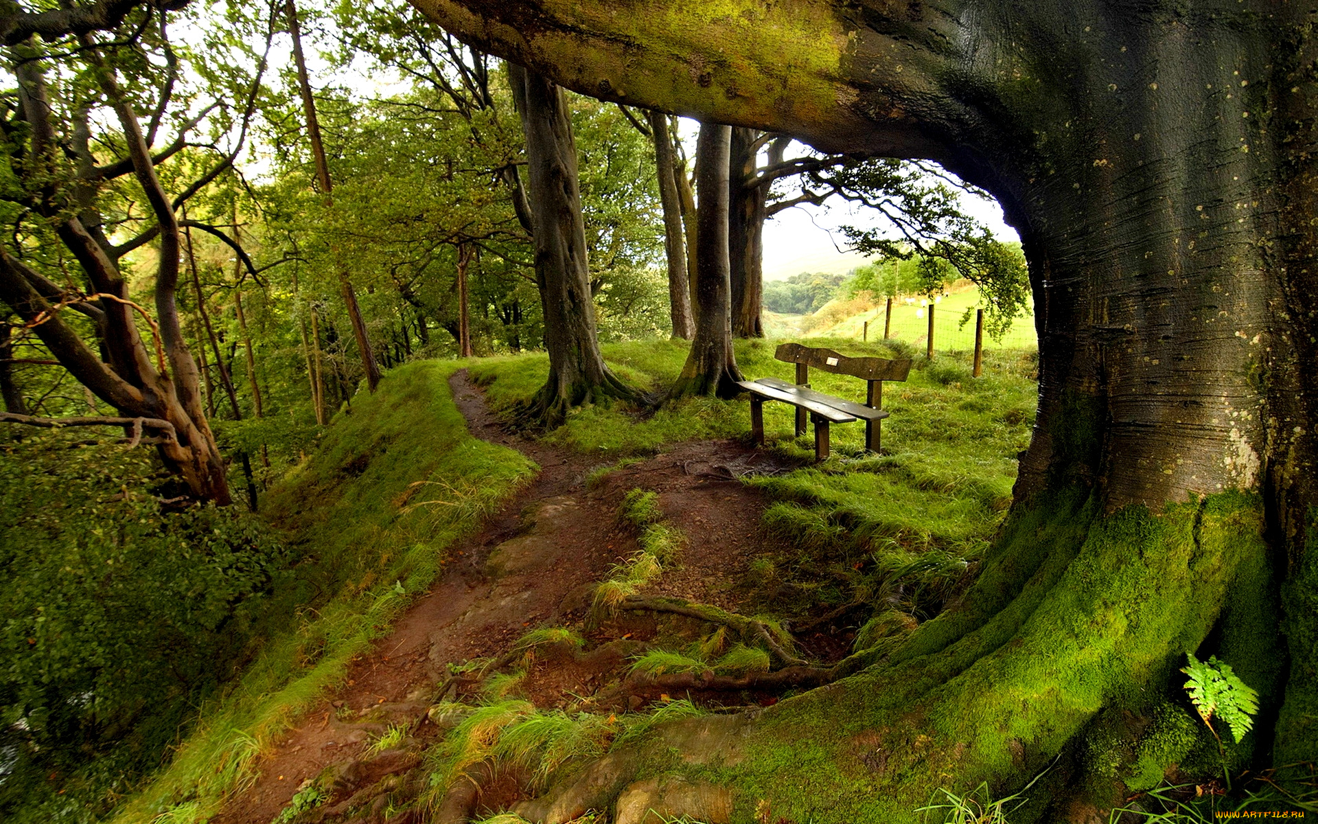 green, park, природа, парк, аллея, деревья, скамейка