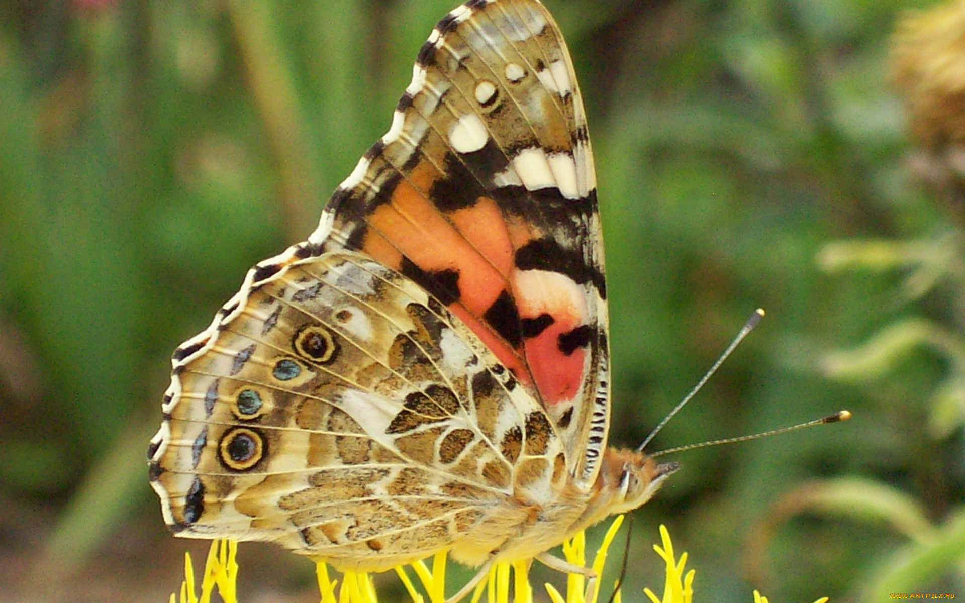 животные, бабочки, макро, бабочка