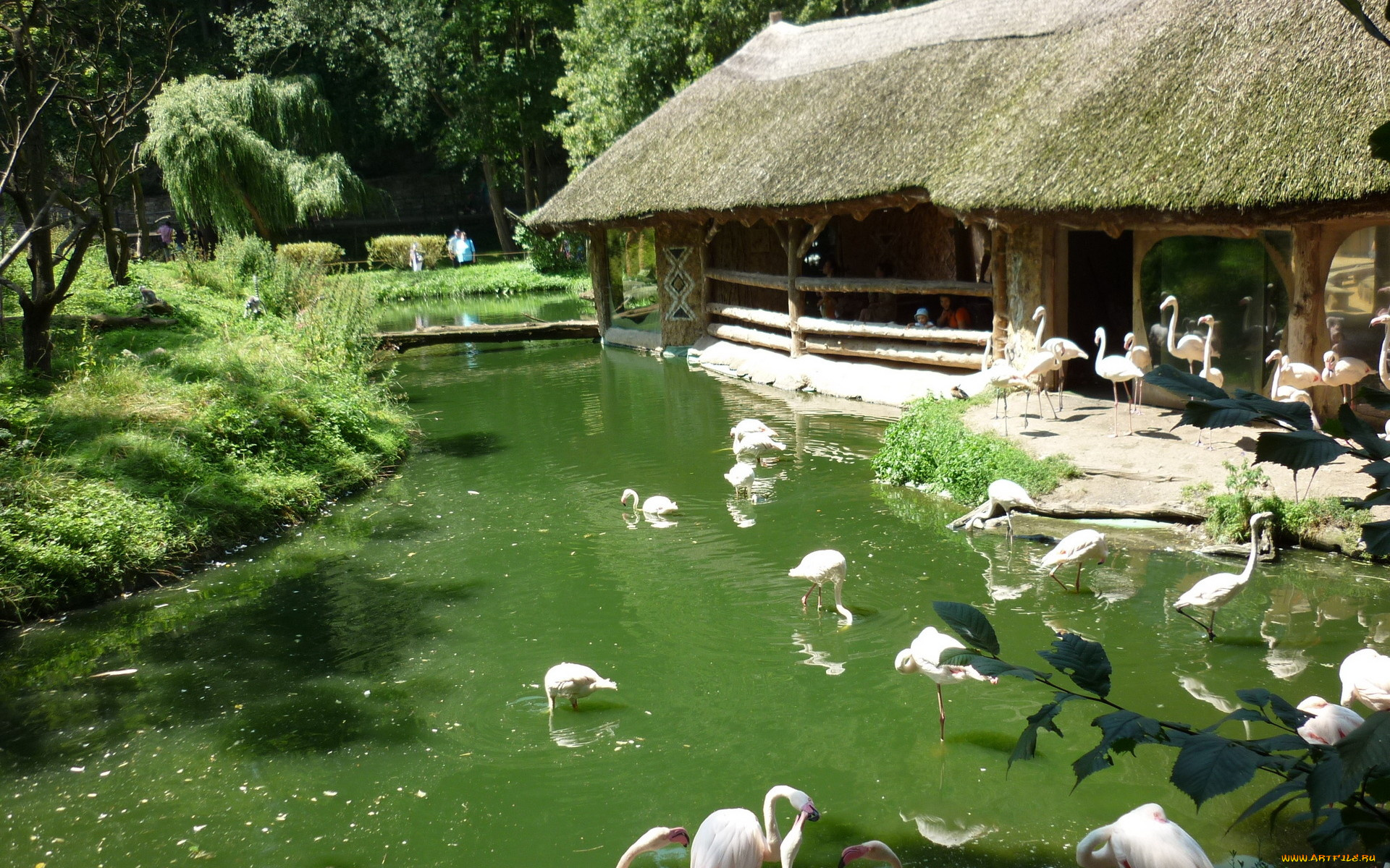 животные, фламинго, вода