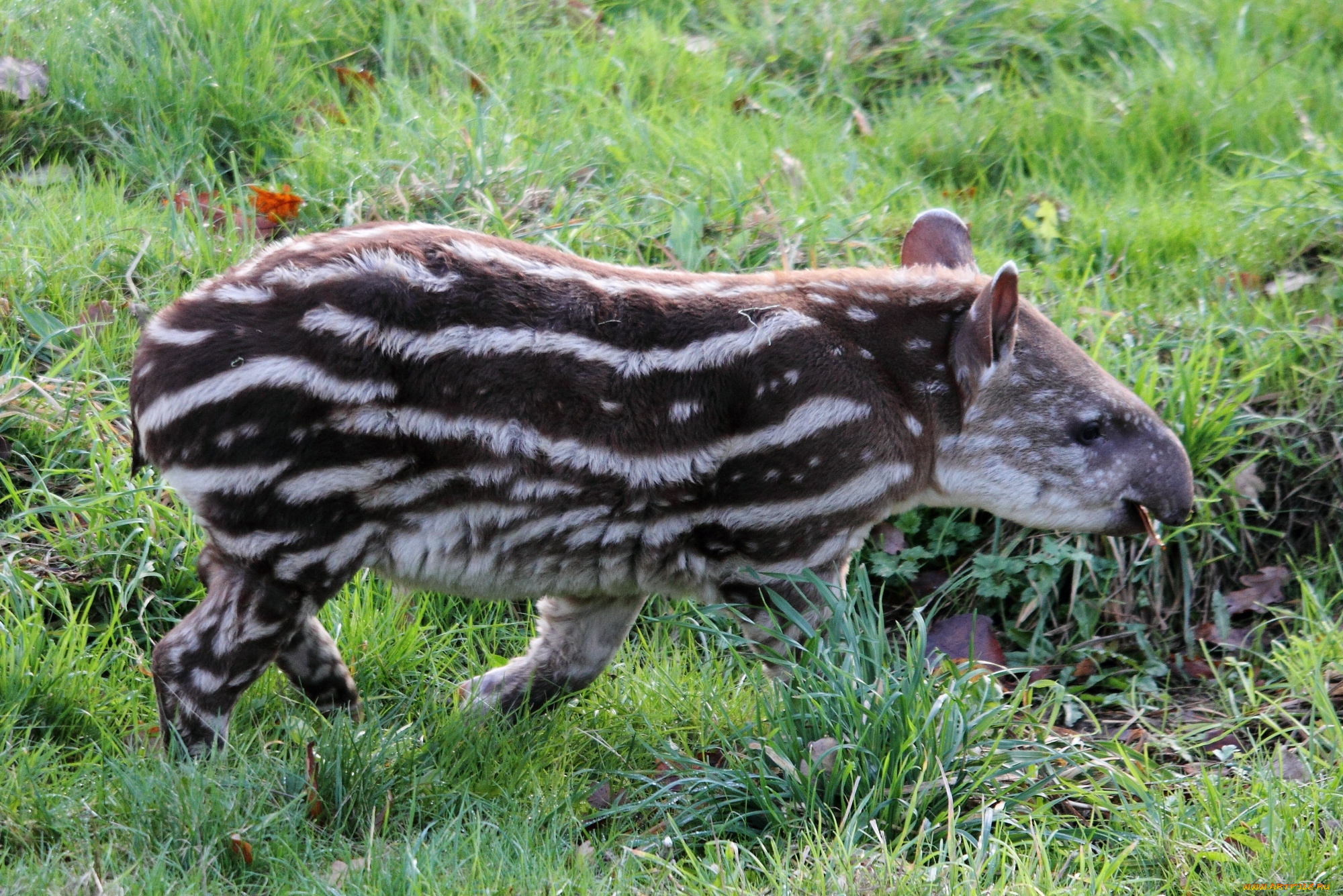 животные, тапиры, полосатый, тапир, малыш