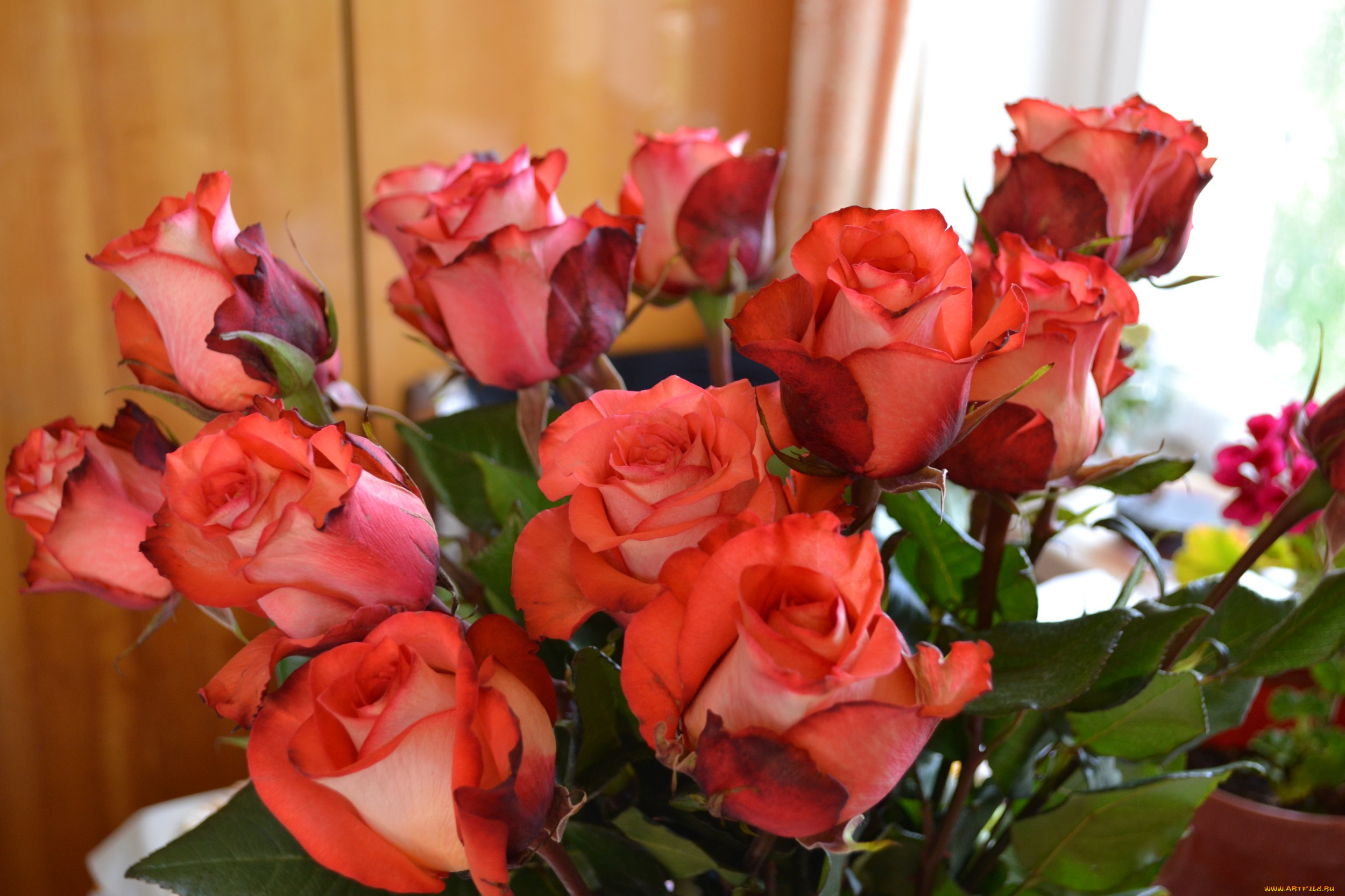 цветы, розы