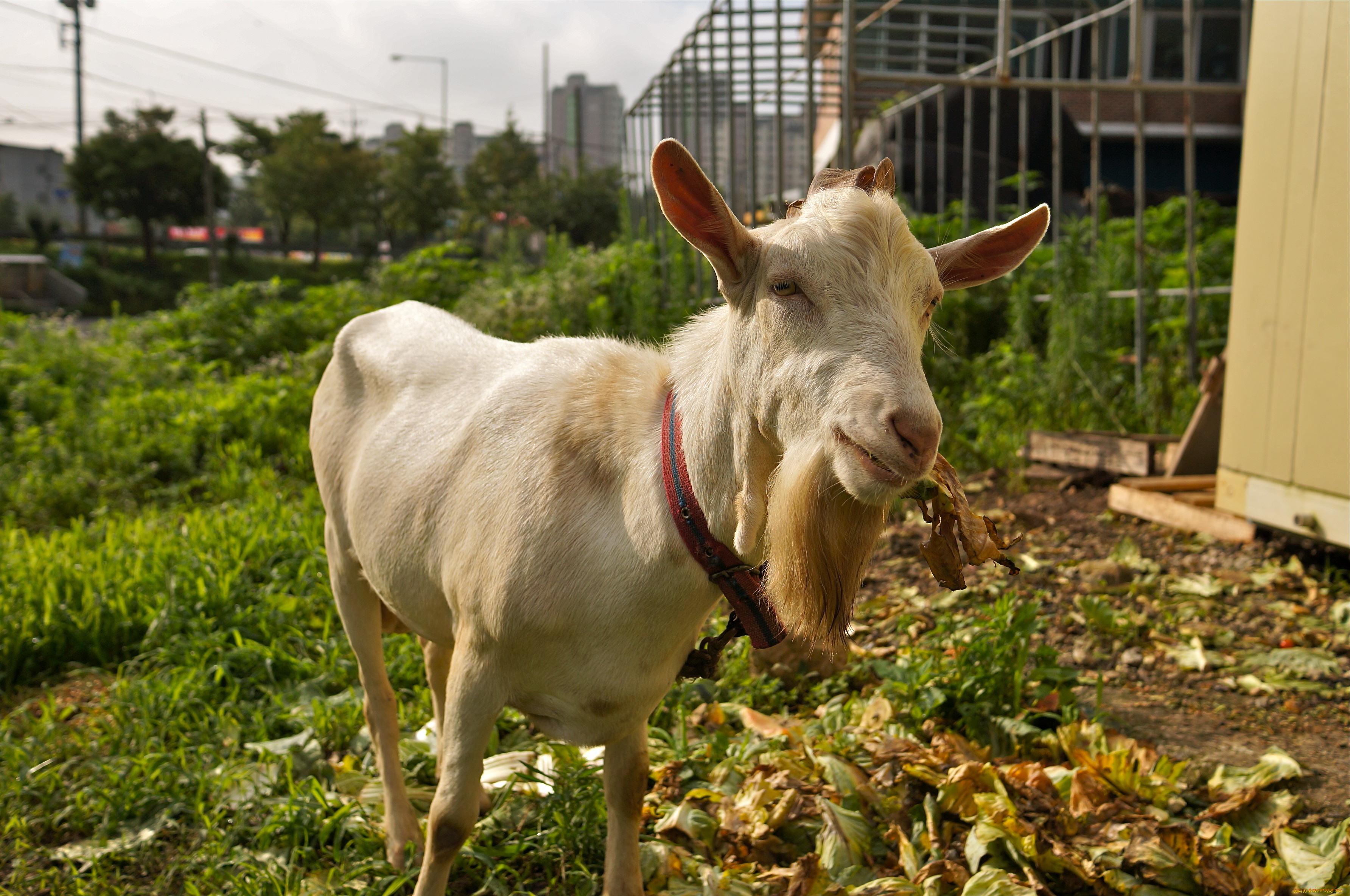 животные, козы, козёл