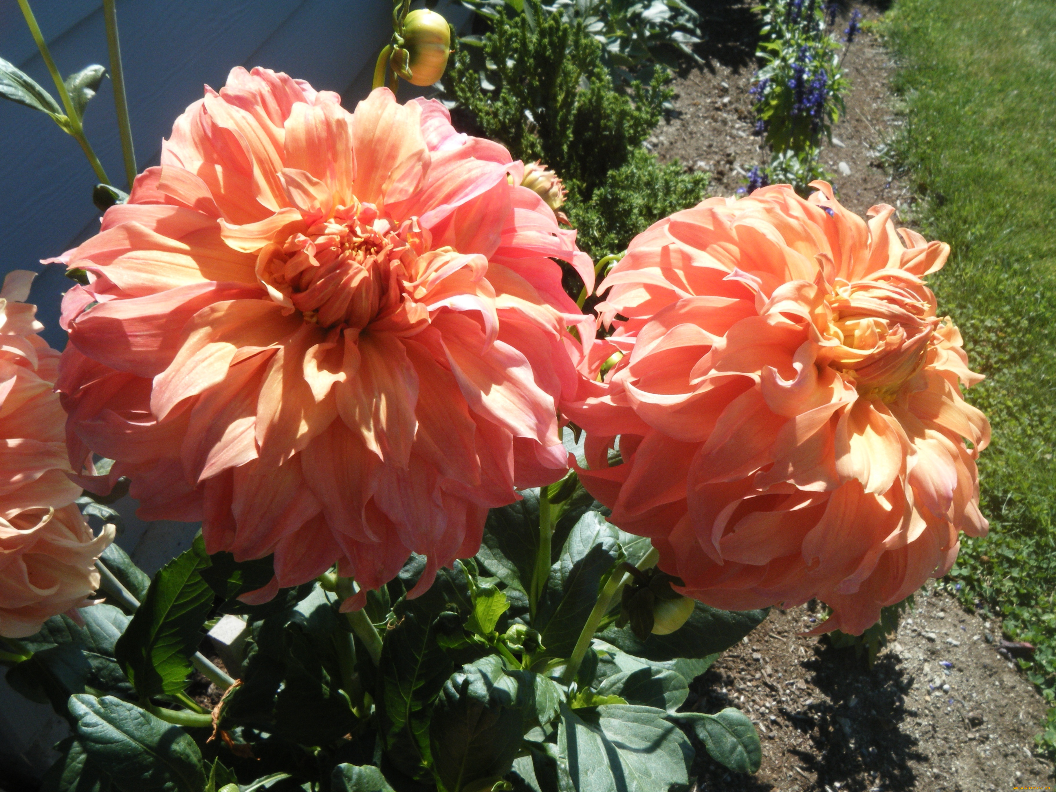 цветы, георгины