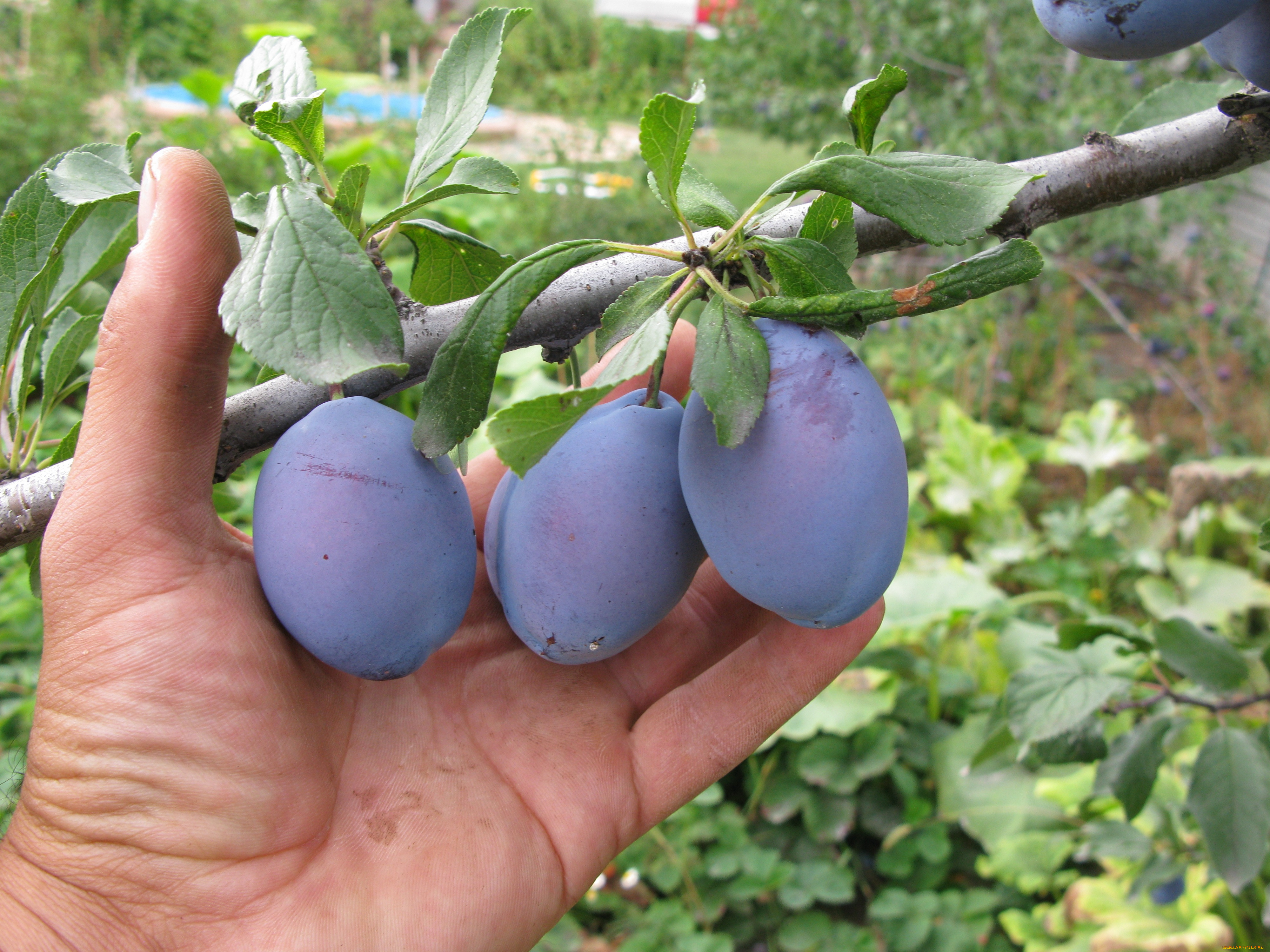 природа, плоды, слива