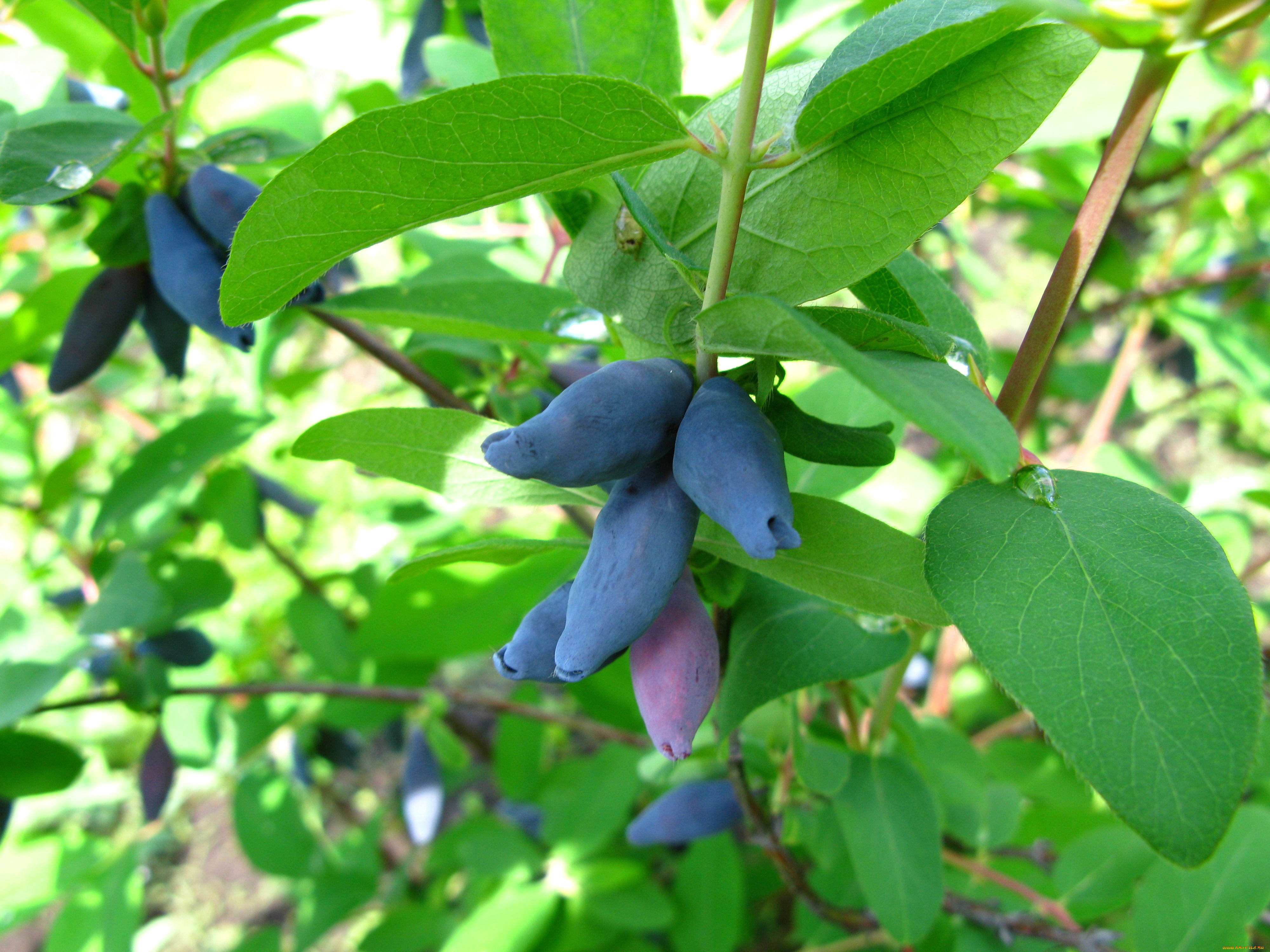 природа, плоды, слива