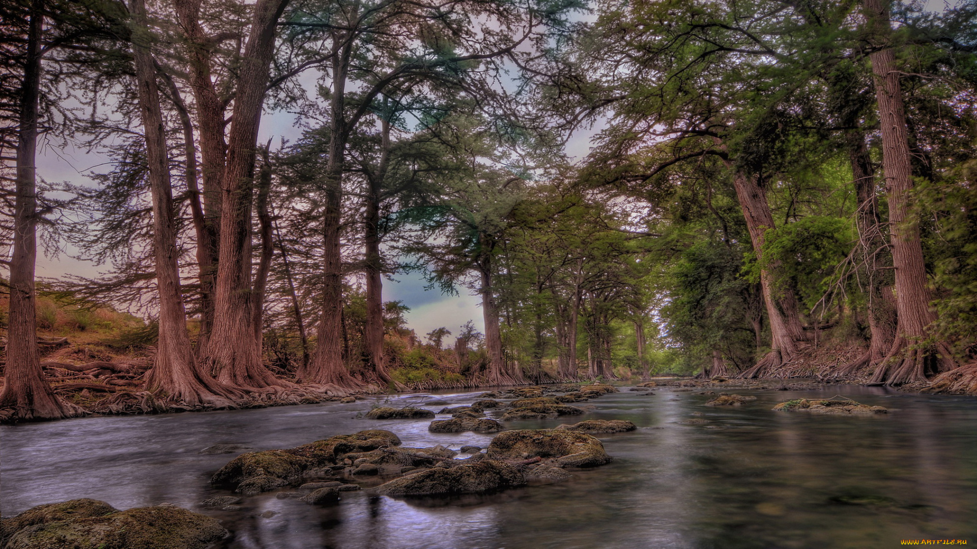 природа, реки, озера, лес, река, стволы, корни, камни