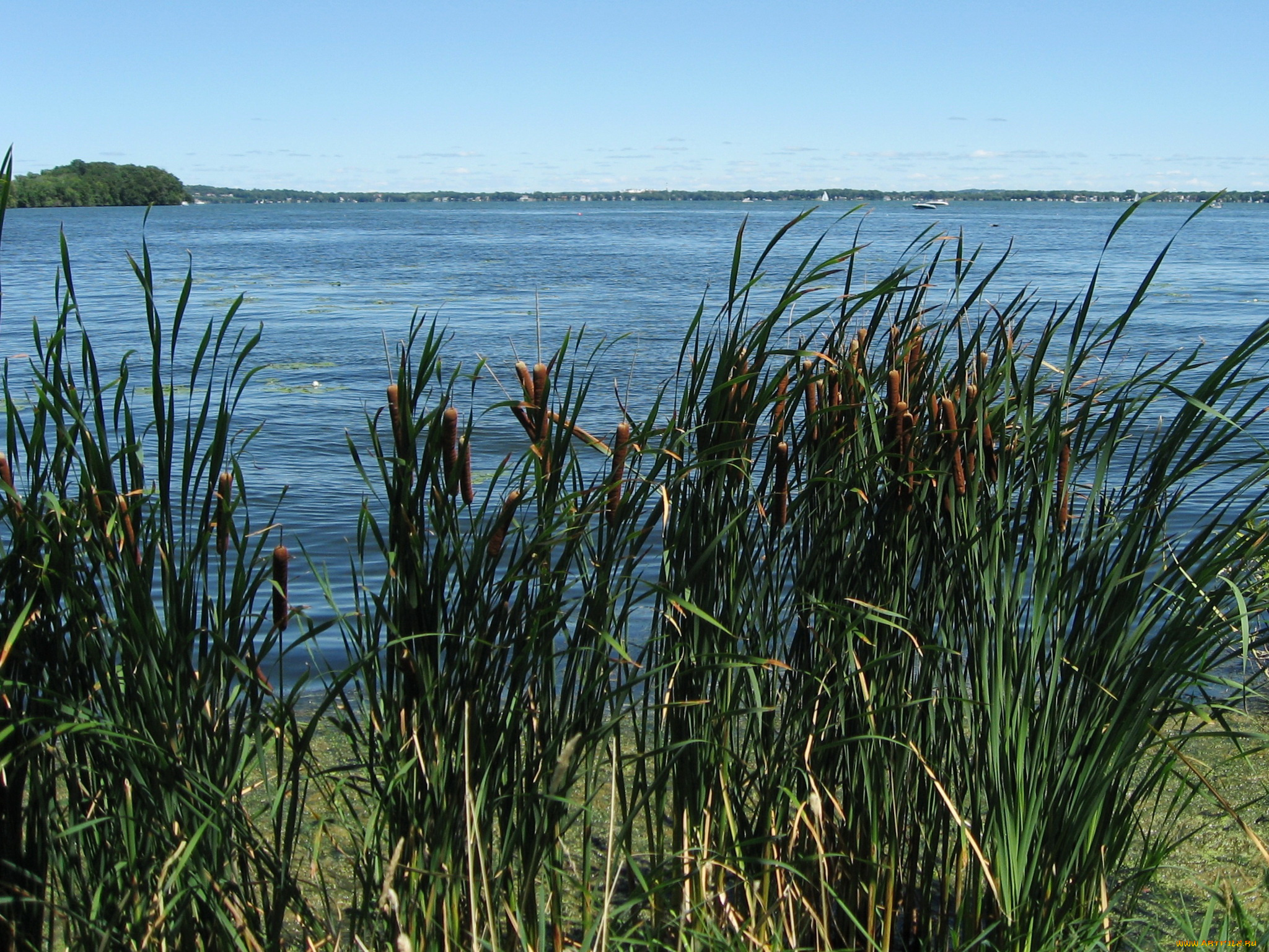 природа, реки, озера, камыши, река