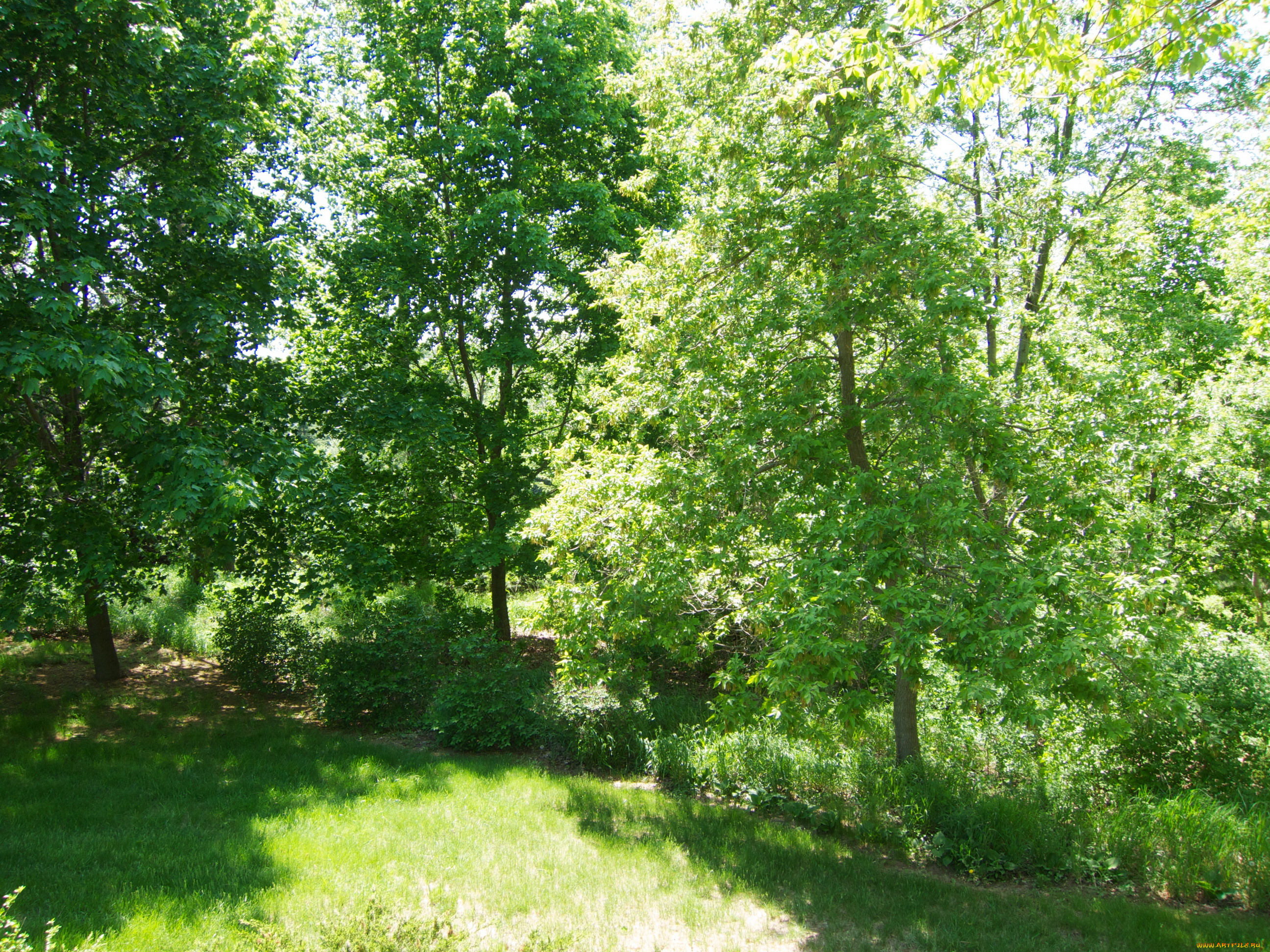 природа, лес, поляна, лето