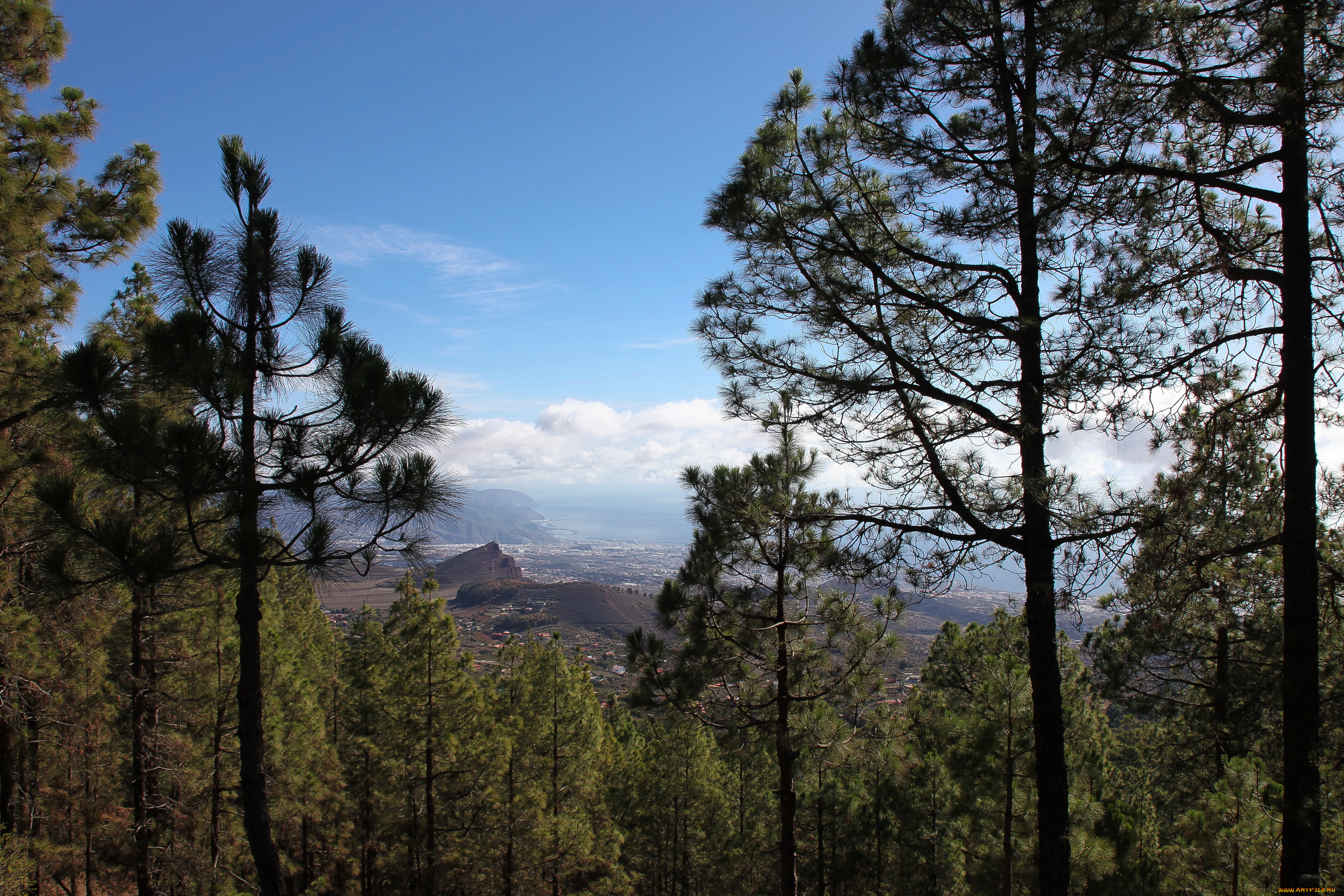 tenerife, spain, природа, деревья, море, пейзаж