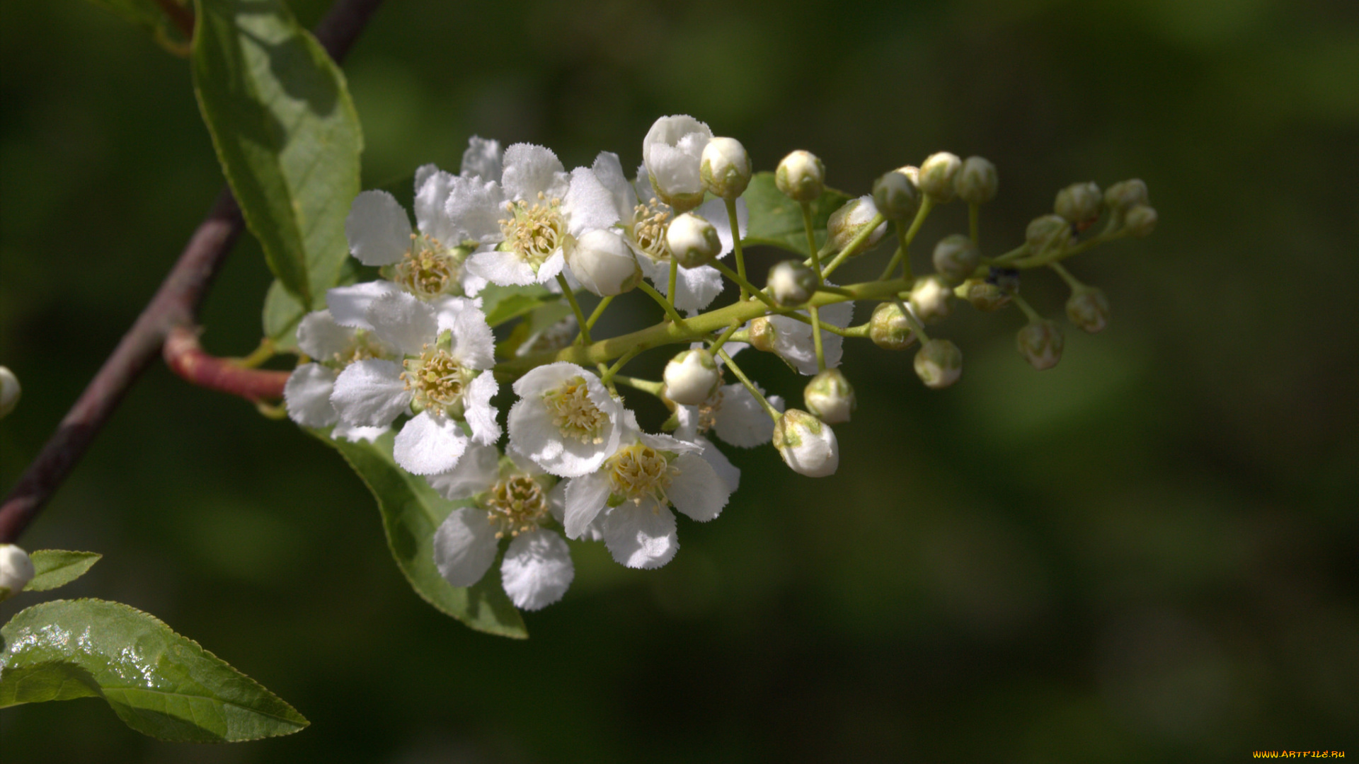 цветы, цветущие, деревья, , , кустарники, белые
