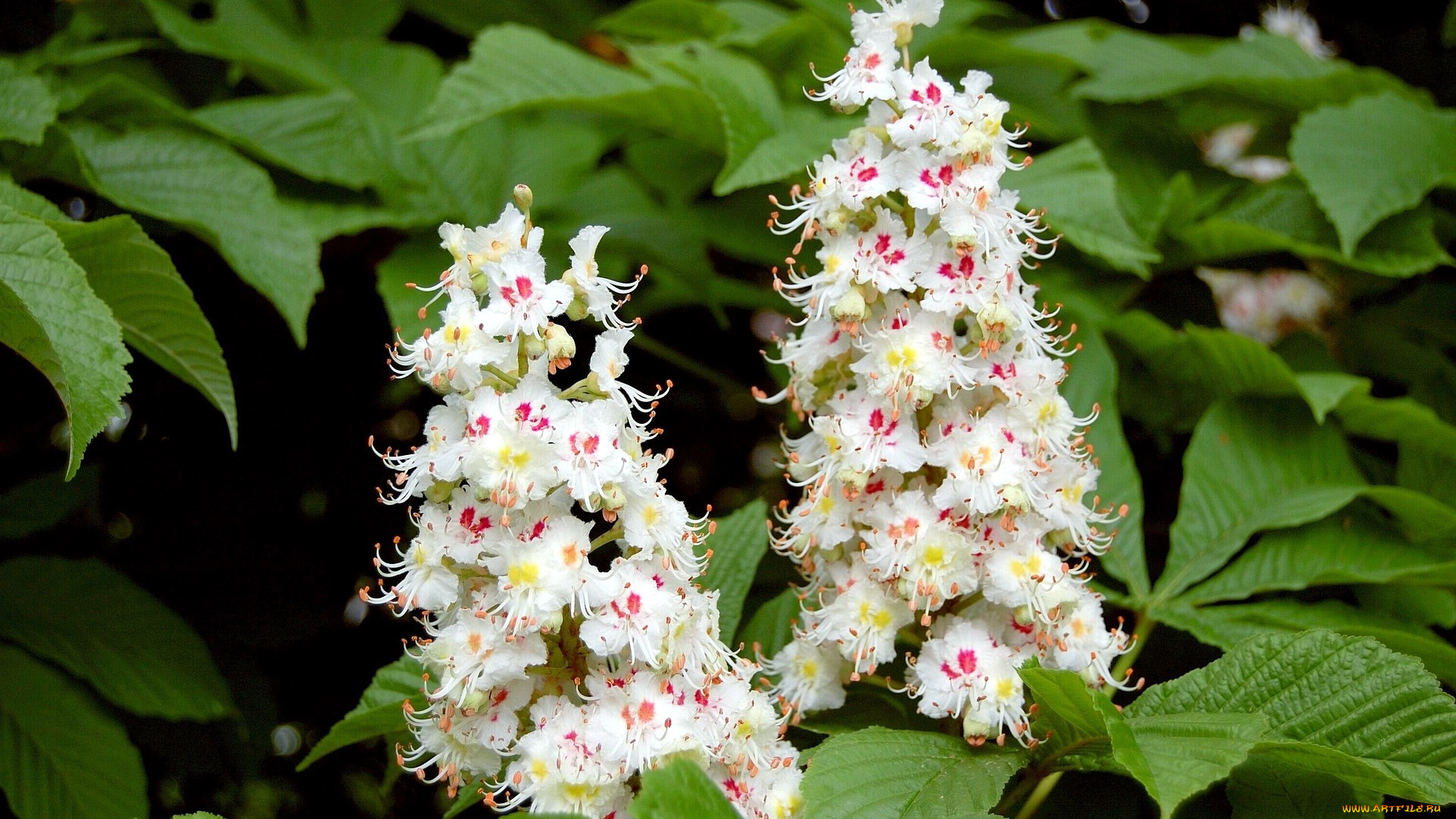 цветы, цветущие, деревья, , , кустарники, каштан