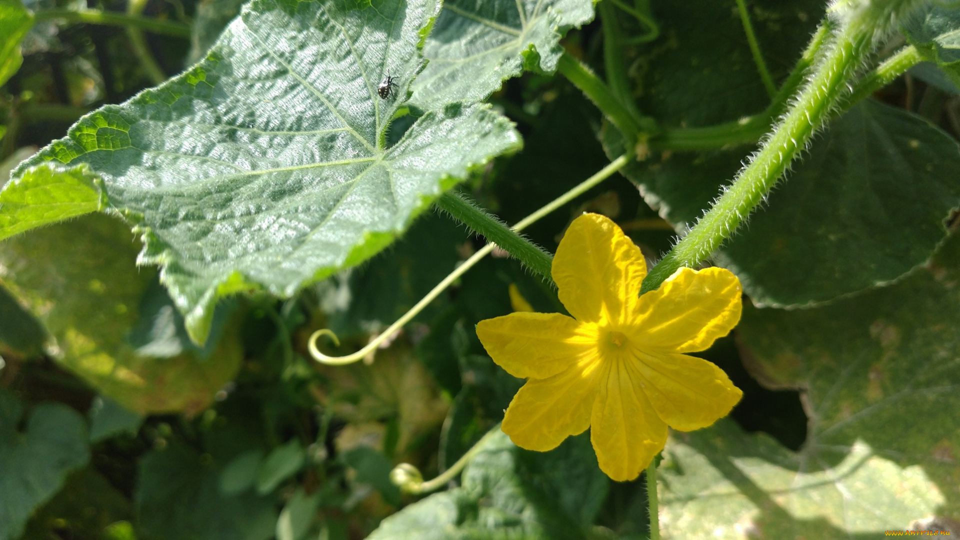 цветы, цветущие, овощи, , ягоды, огурец