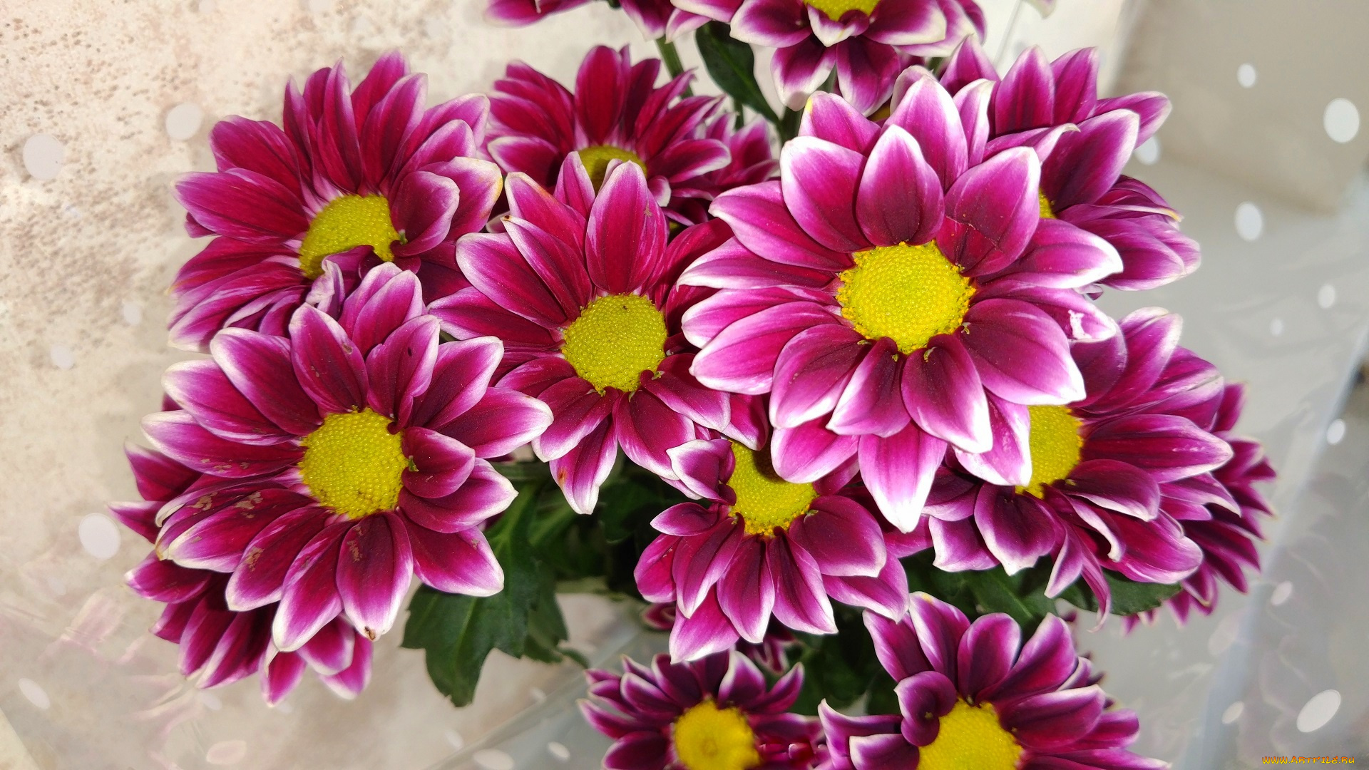 цветы, хризантемы
