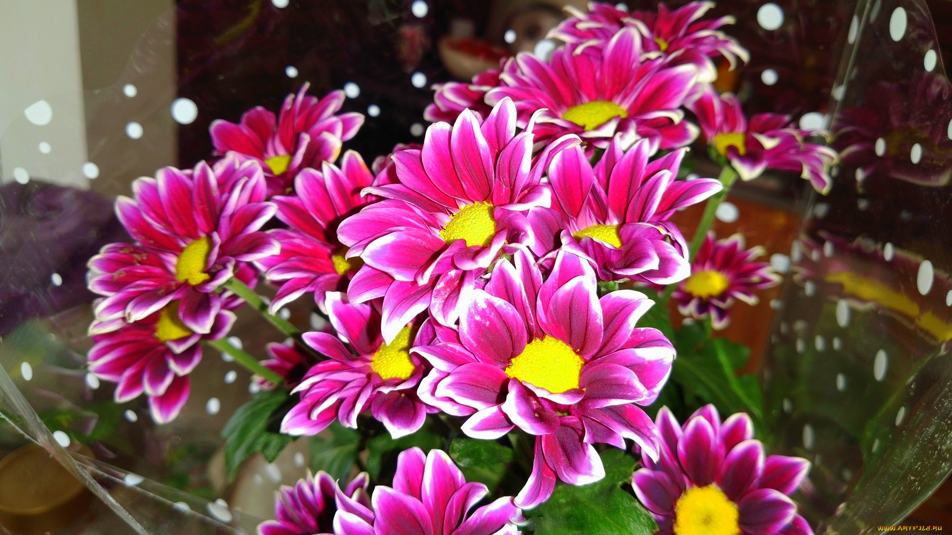 цветы, хризантемы