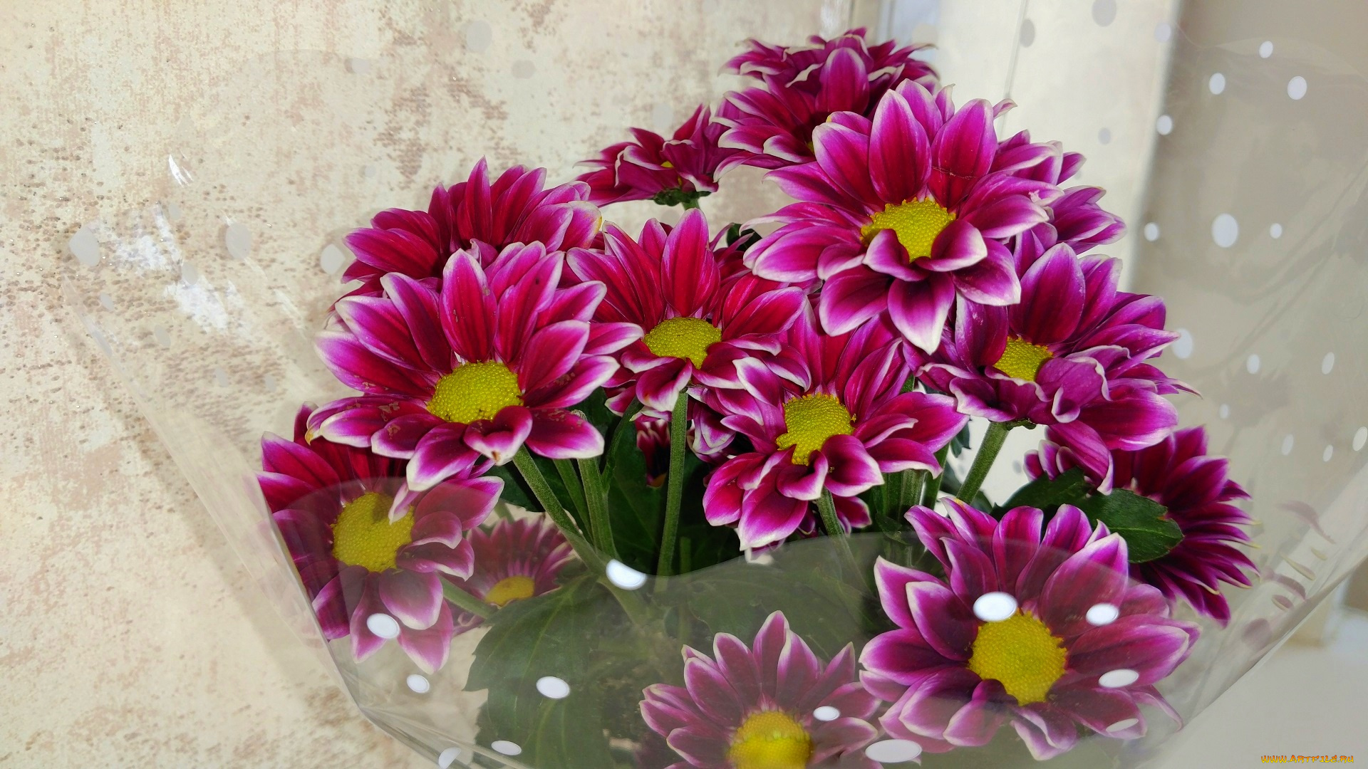 цветы, хризантемы