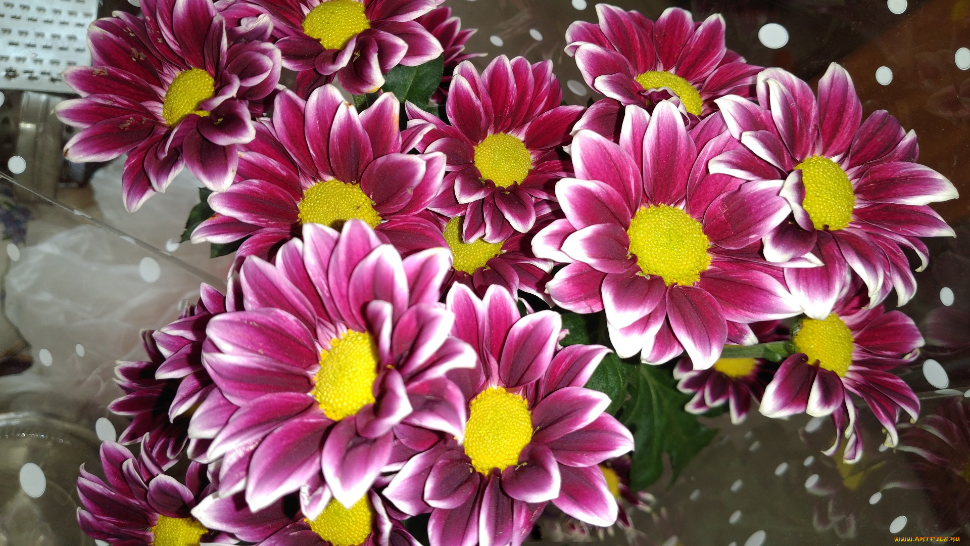 цветы, хризантемы